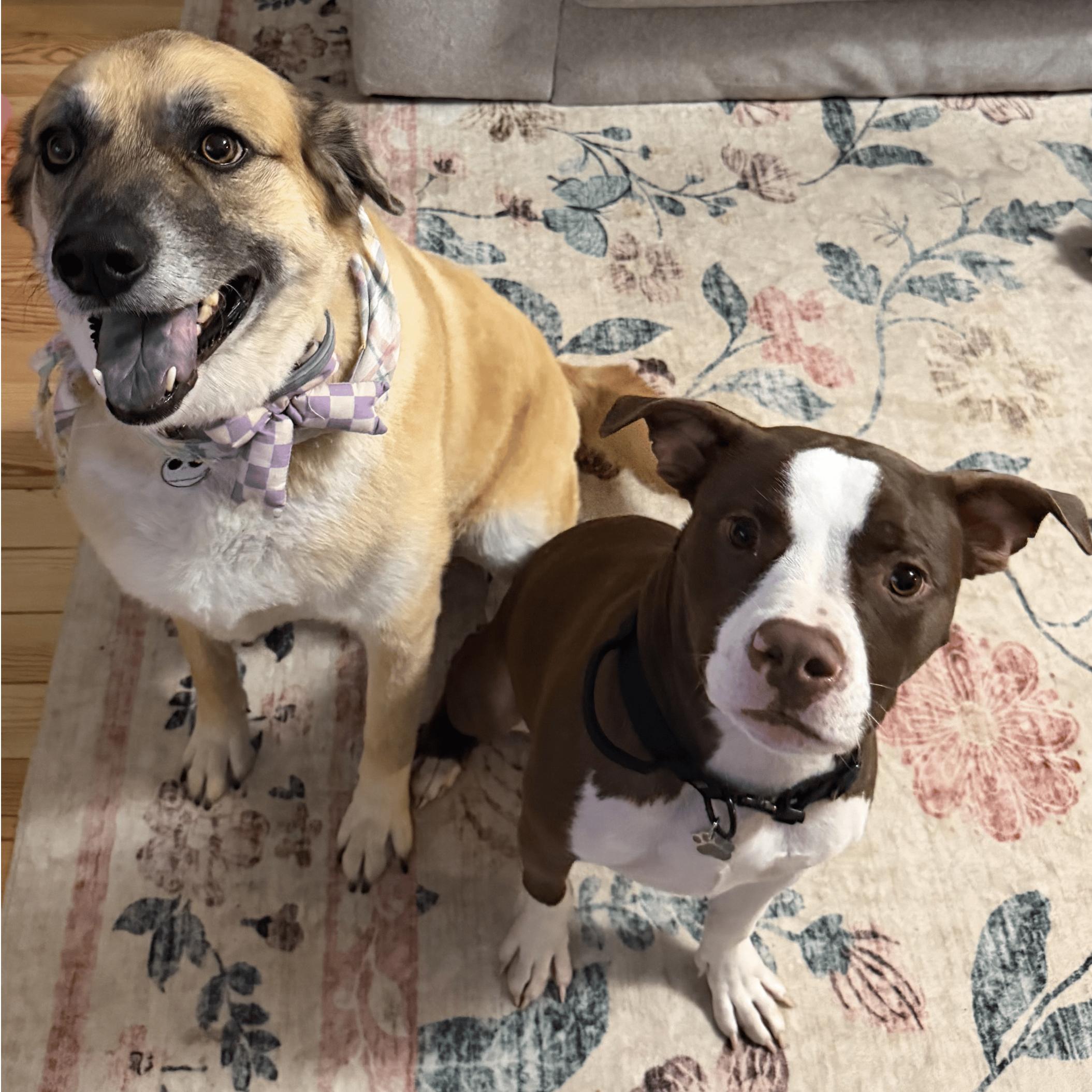 Barnabus, a Adoptable Pit Bull Terrier in Denver, NC image 4/6