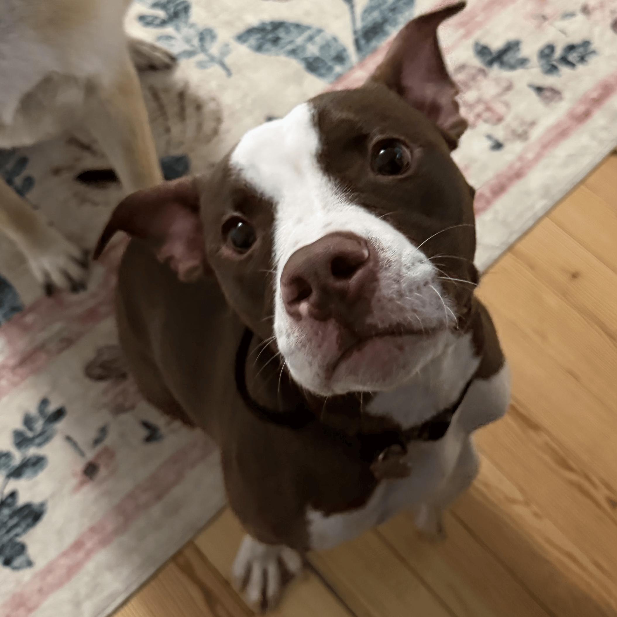 Barnabus, Adoptable, Young Male Pit Bull Terrier.