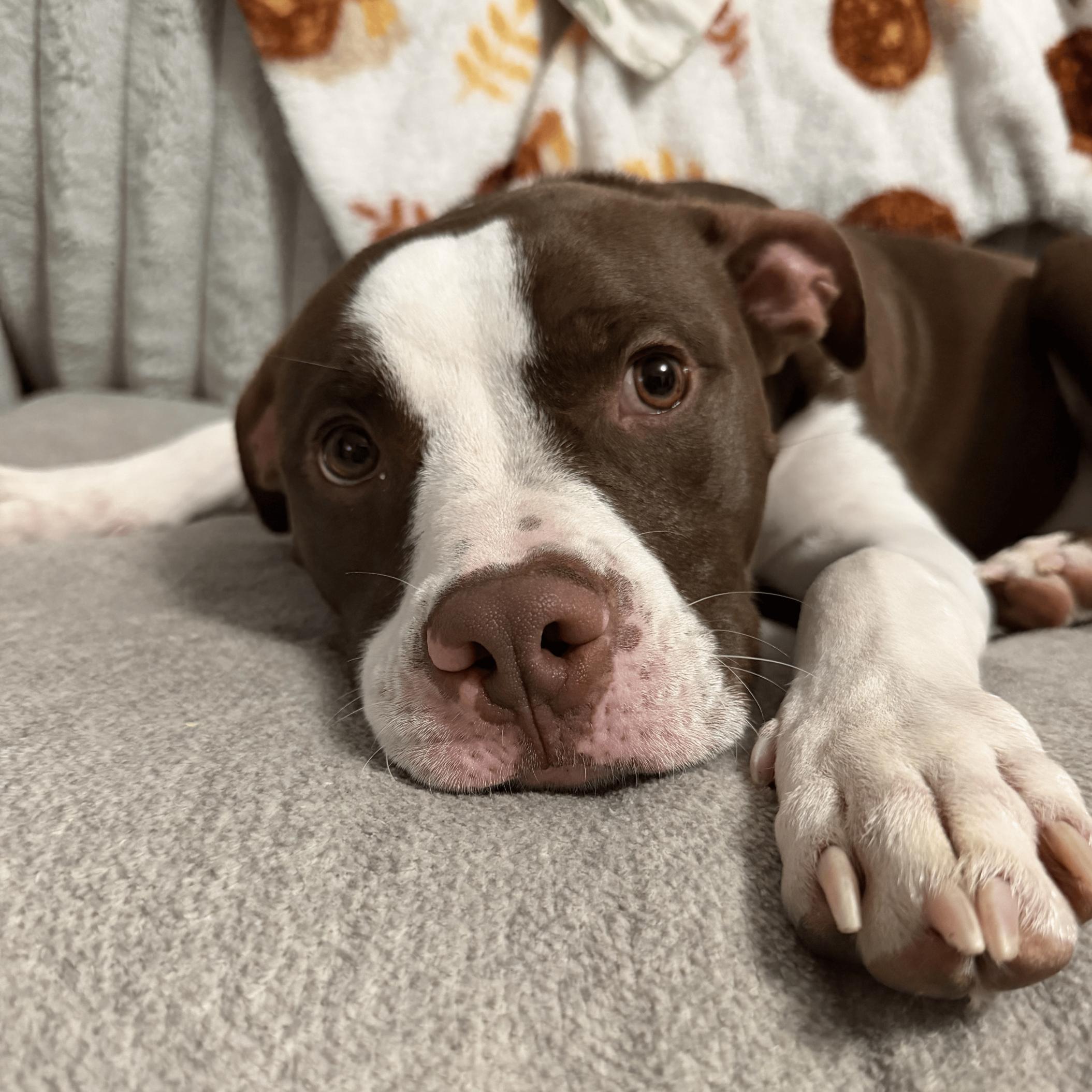 Barnabus, a Adoptable Pit Bull Terrier in Denver, NC image 2/6