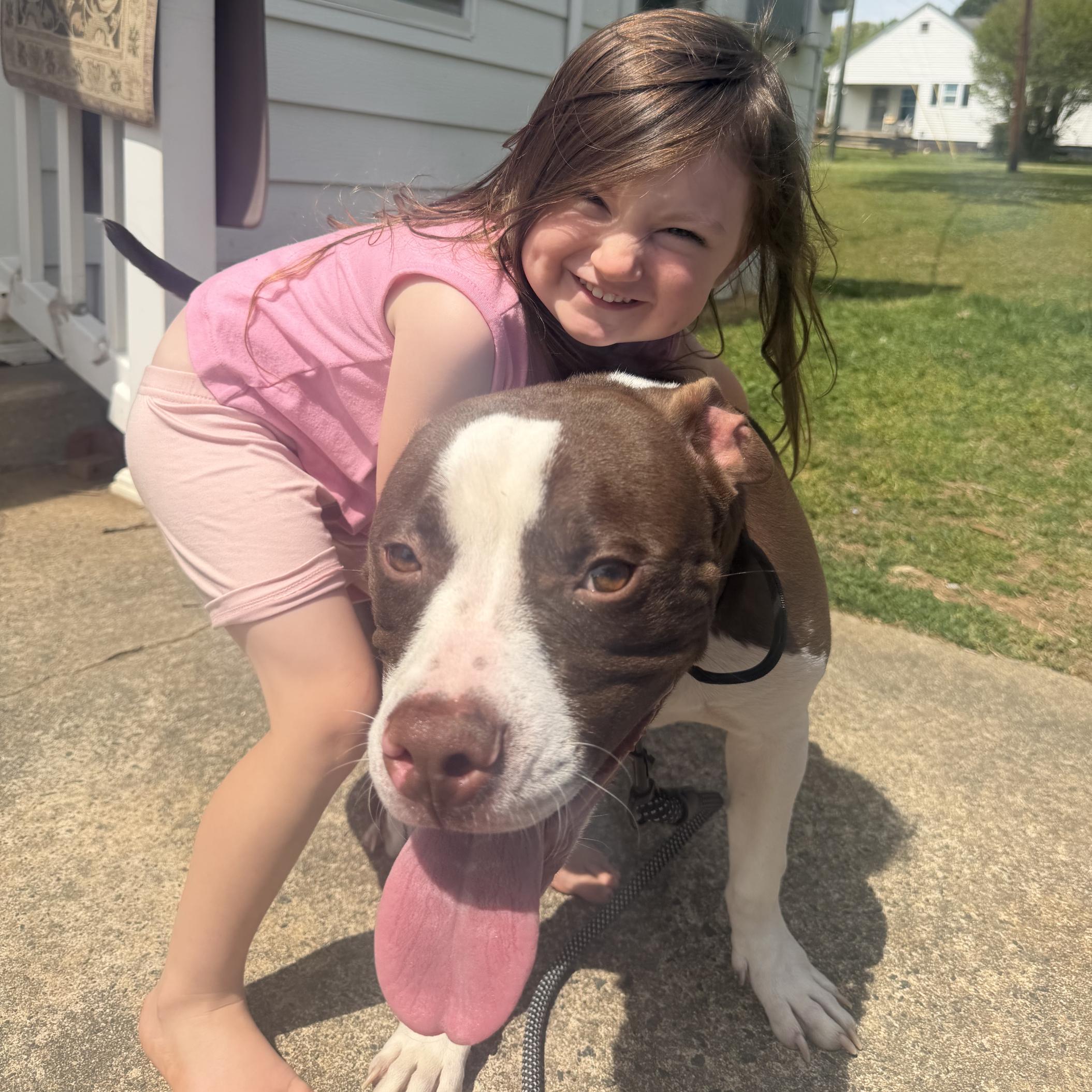 Barnabus, a Adoptable Pit Bull Terrier in Denver, NC image 3/6