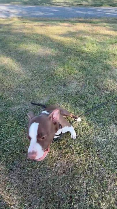 Enlarge Barnabus, a Adoptable Pit Bull Terrier in Denver, NC video 6/6
