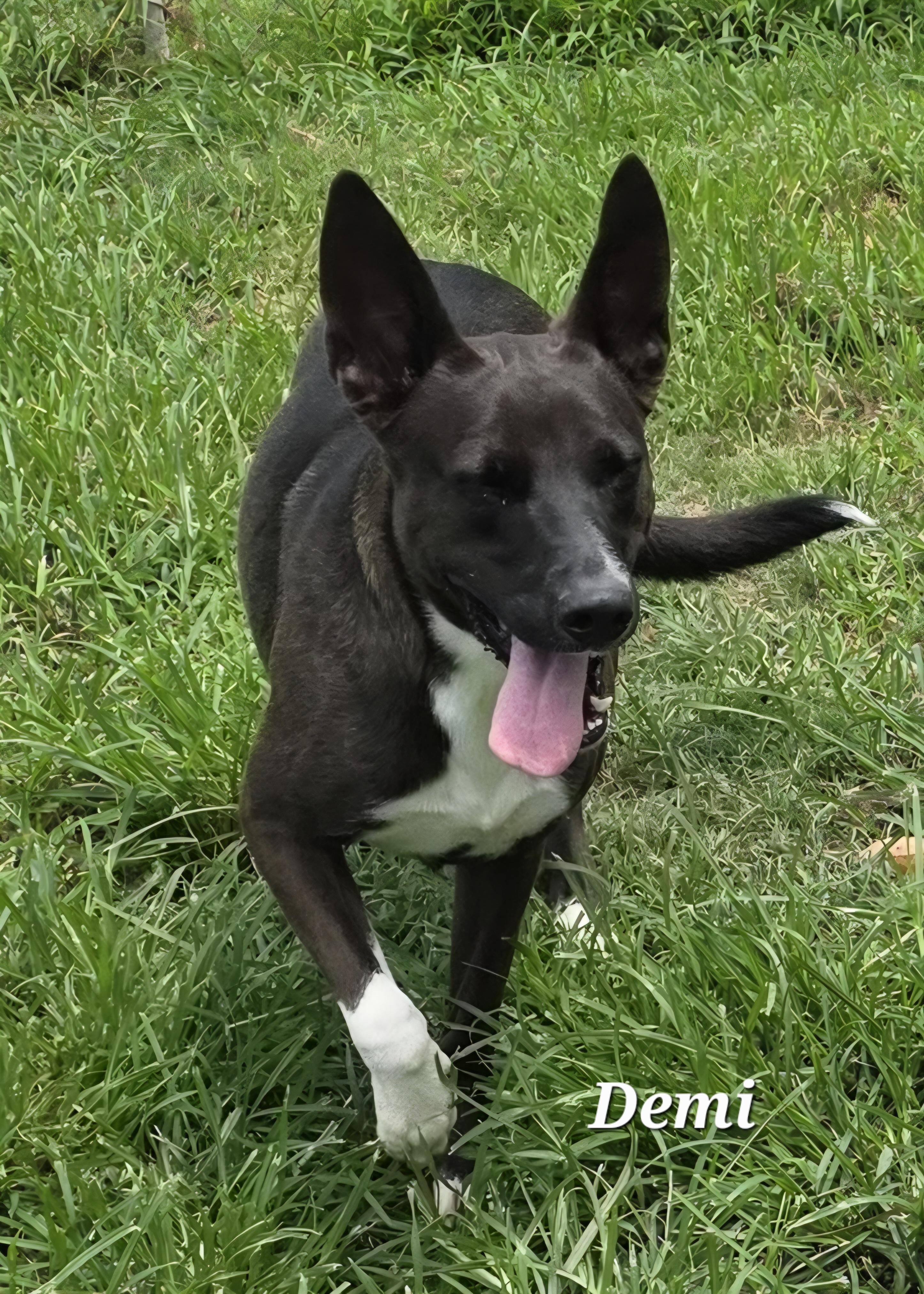 Demi, a Adoptable mixed breed in Warren, RI image 1/6