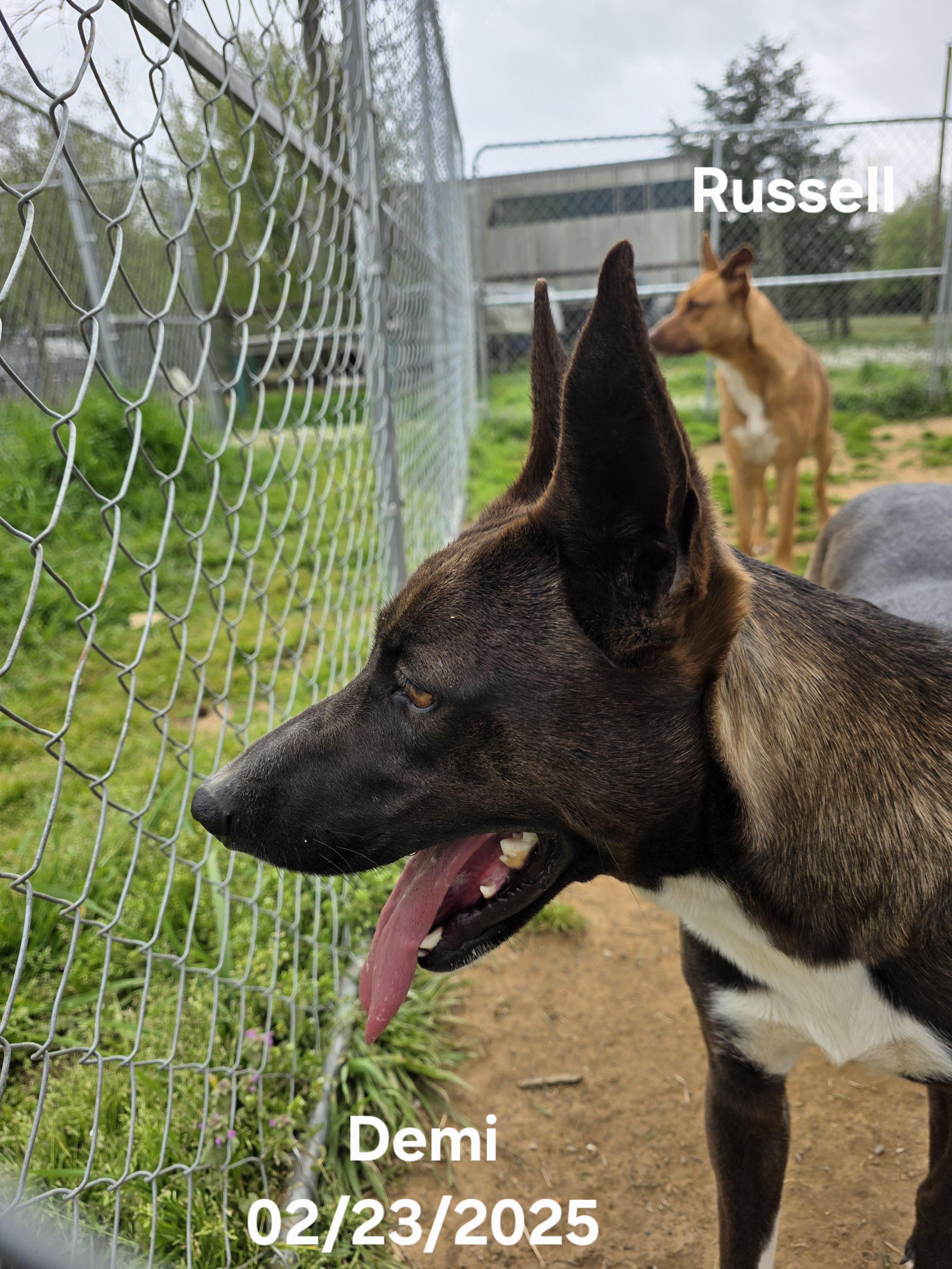 Demi, a Adoptable mixed breed in Warren, RI image 3/6