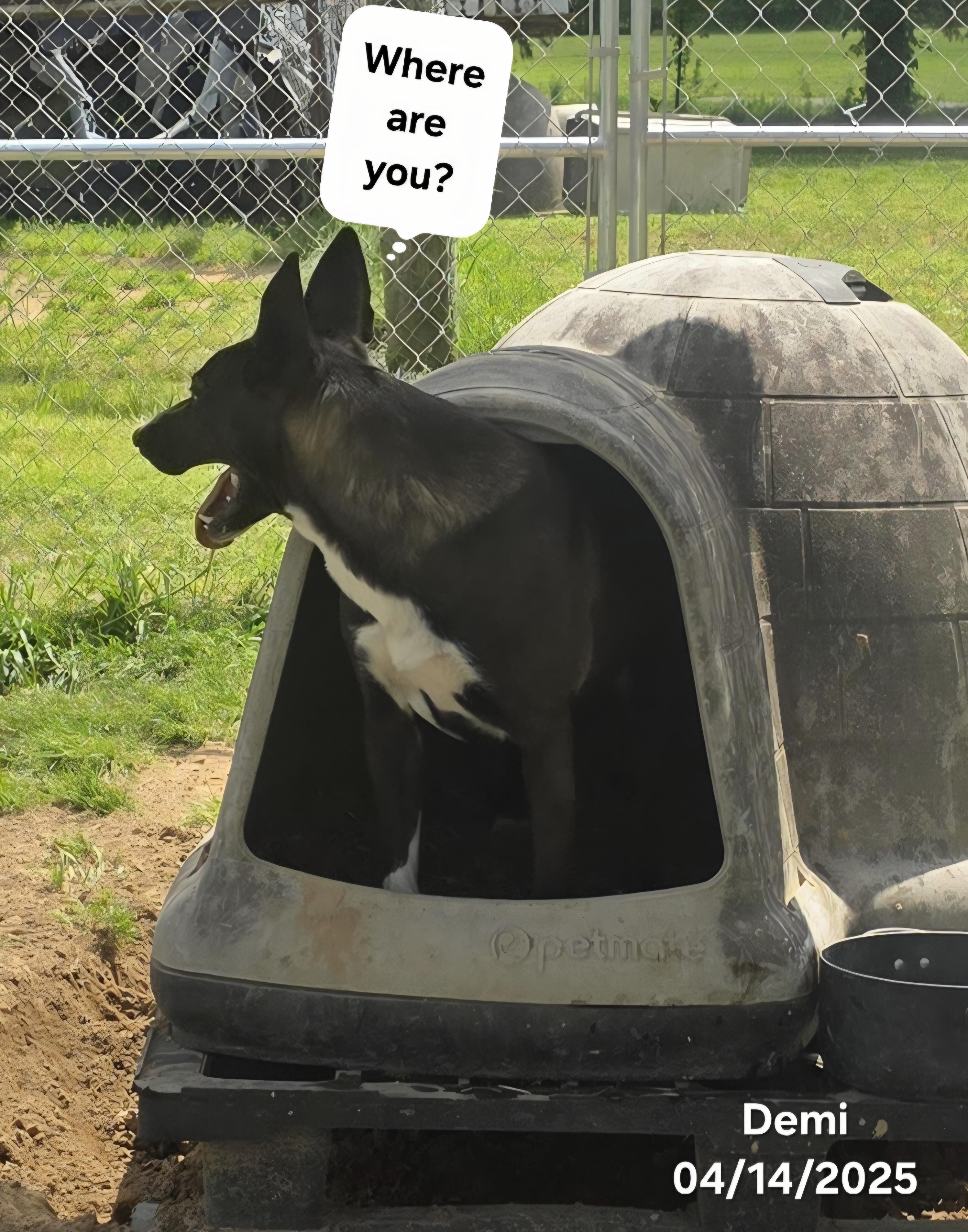 Demi, a Adoptable mixed breed in Warren, RI image 5/6