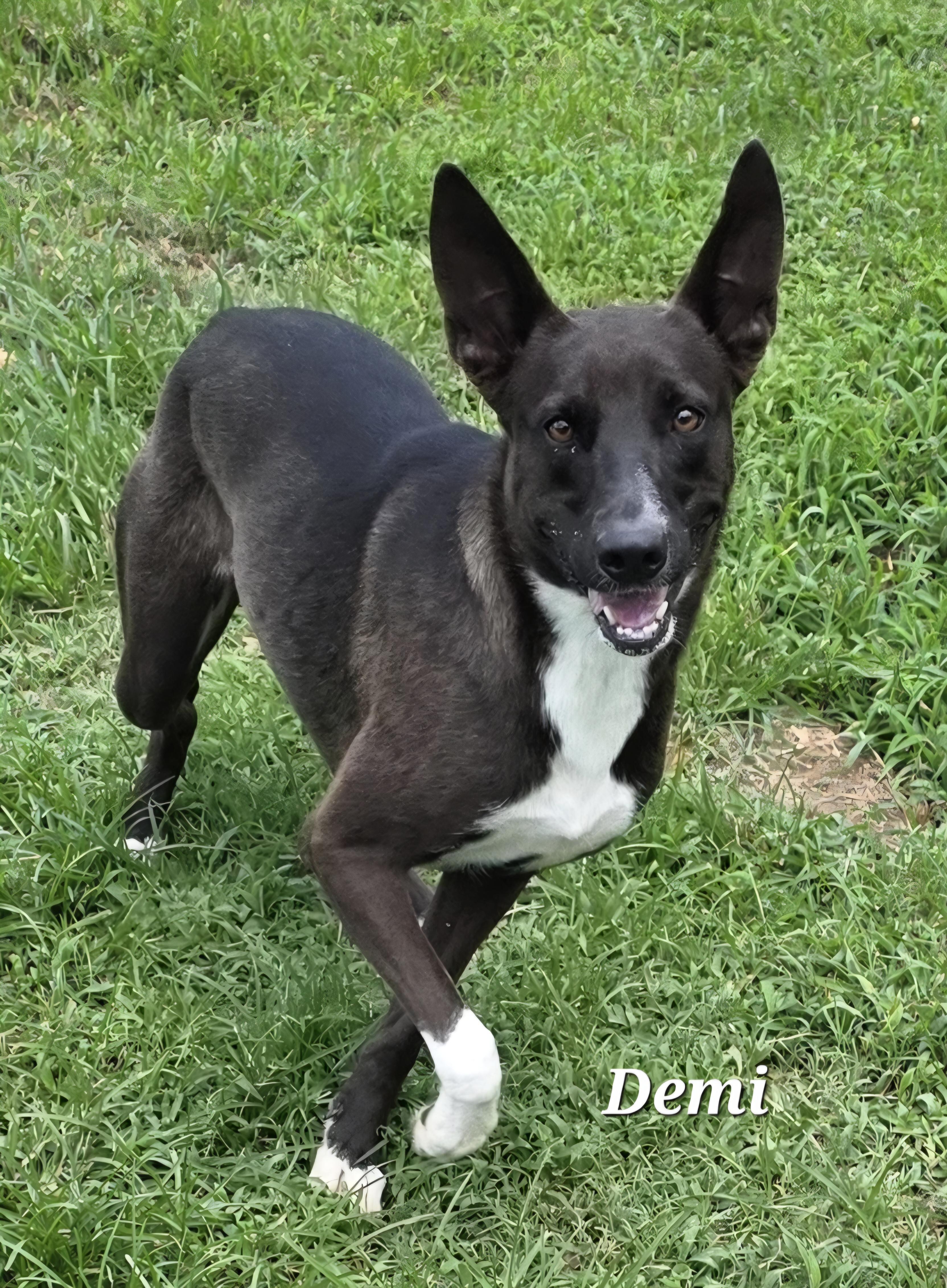 Demi, a Adoptable mixed breed in Warren, RI image 6/6