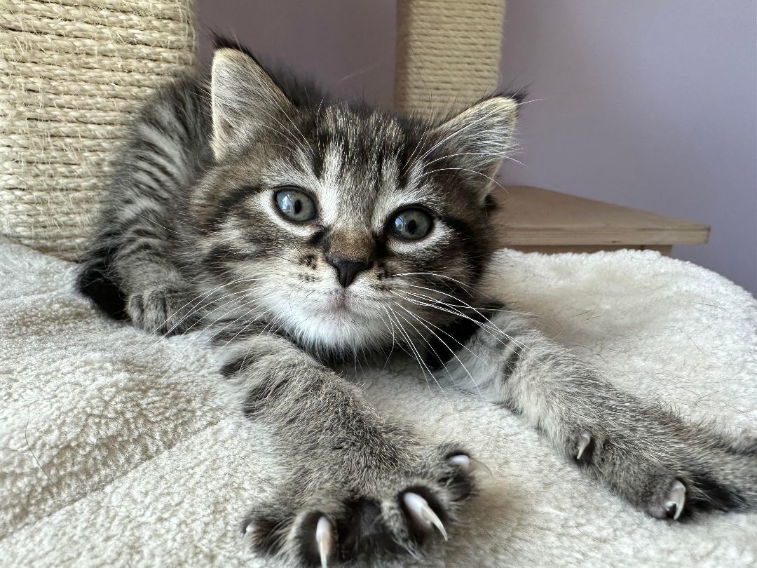 Clio, a Adopted Domestic Medium Hair in Plattsmouth, NE image 1/6