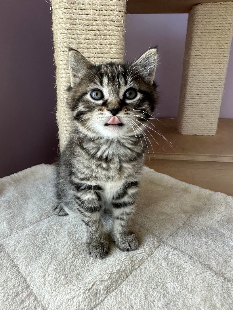 Clio, a Adopted Domestic Medium Hair in Plattsmouth, NE image 2/6