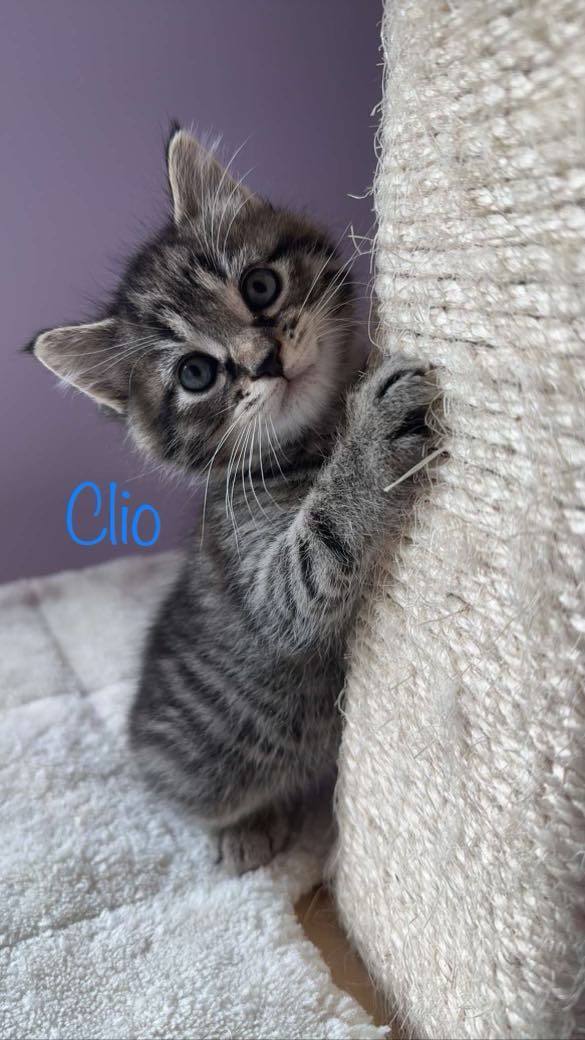 Clio, a Adopted Domestic Medium Hair in Plattsmouth, NE image 3/6