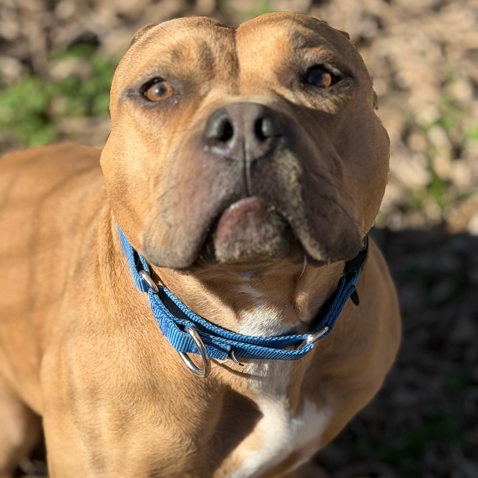 Luna, ADOPTABLE, Adult Female American Bully.