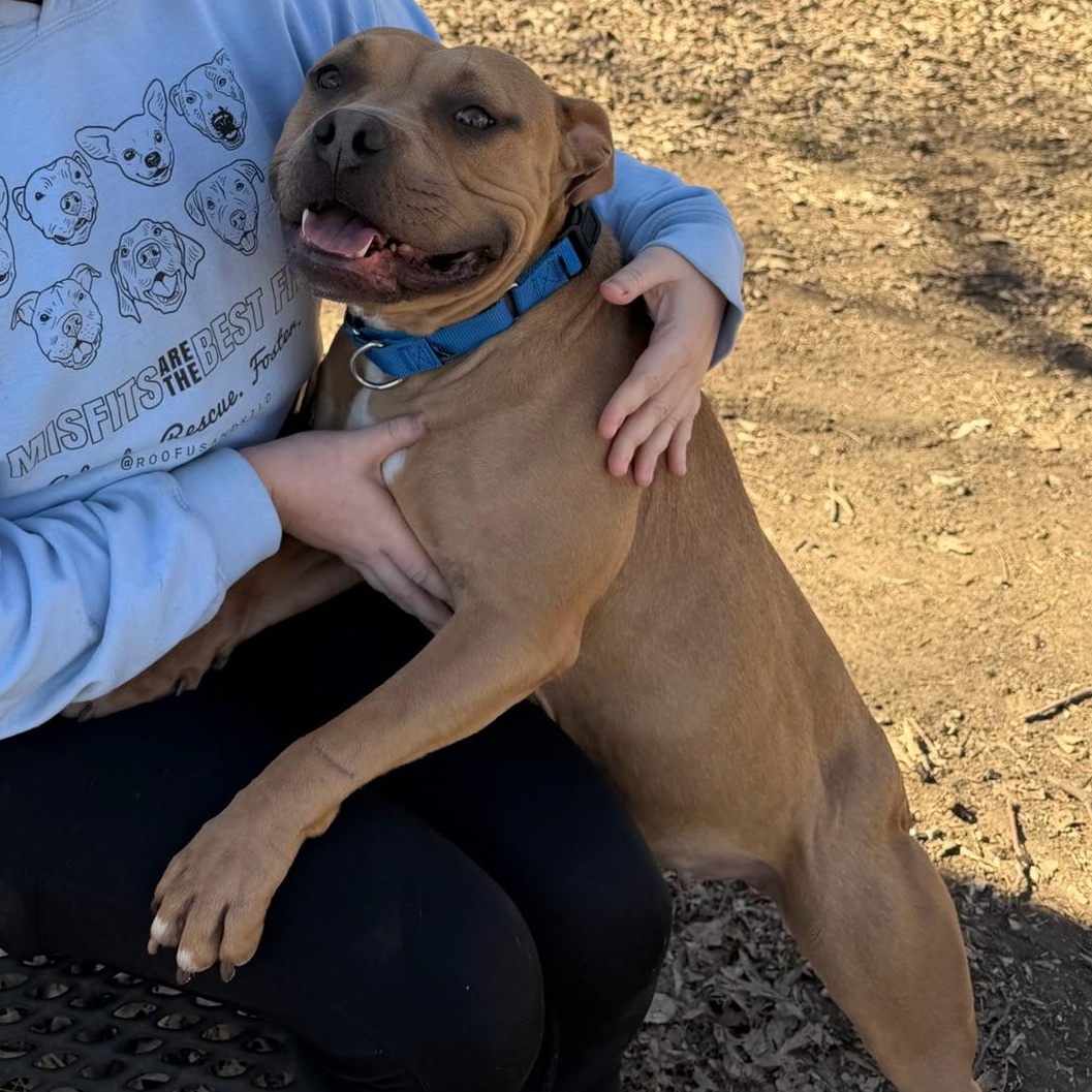 Enlarge Luna, a ADOPTABLE mixed breed in Sherman, TX image 2/2