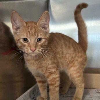Quinn, Adoptable, Kitten Male Domestic Short Hair.