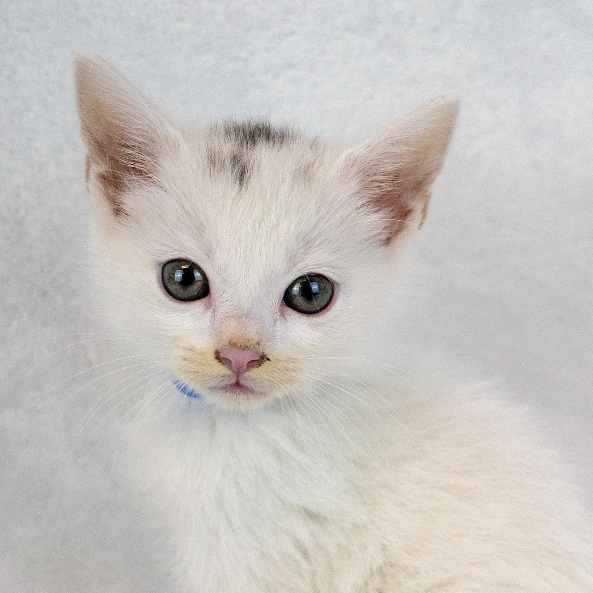 Stitches, adopted, Kitten Male Domestic Short Hair.
