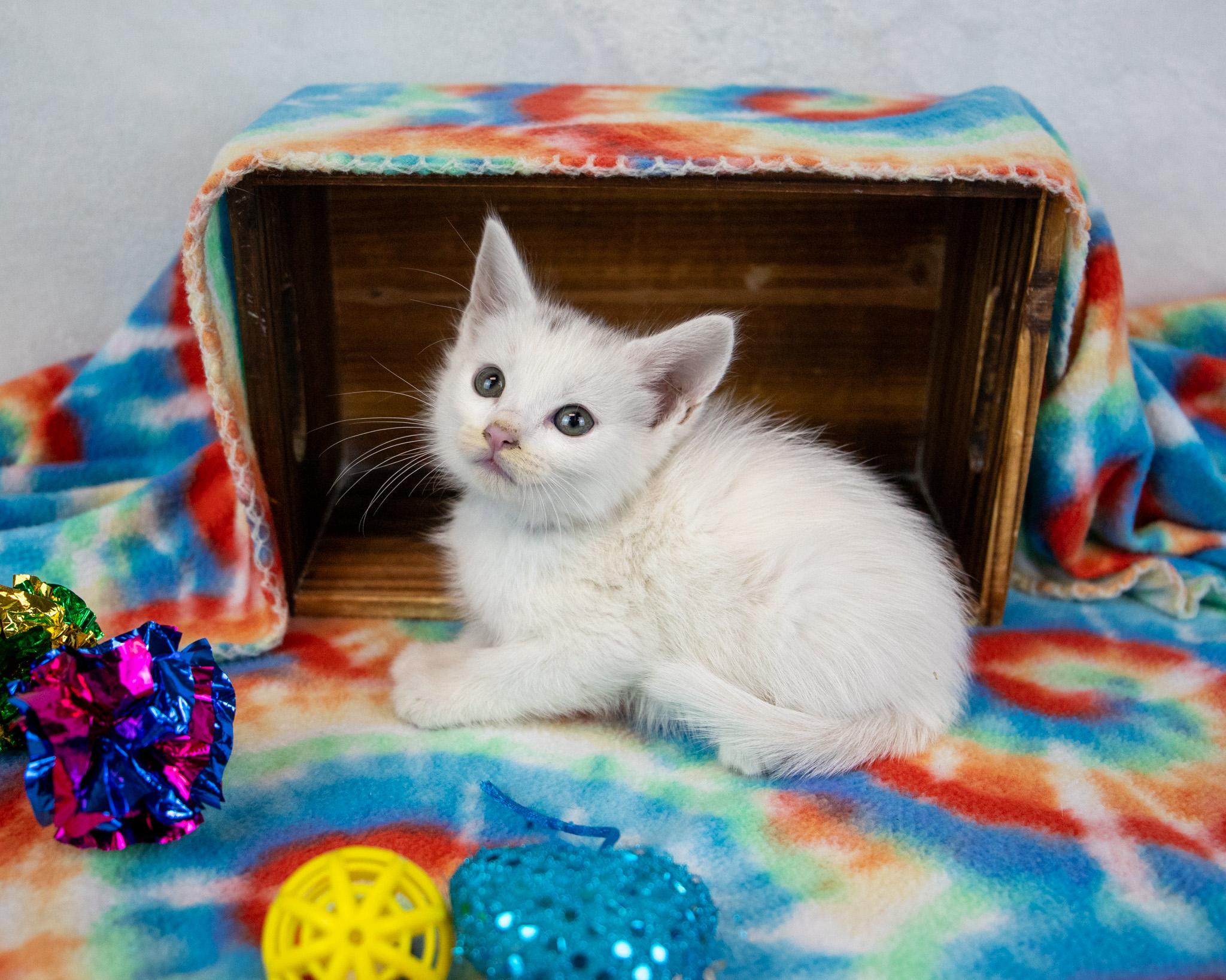 Enlarge Stitches, an adopted Domestic Short Hair in Kennesaw, GA image 5/6