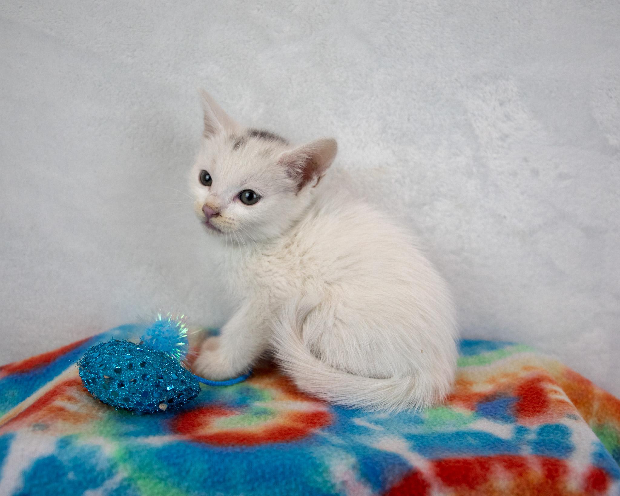 Enlarge Stitches, an adopted Domestic Short Hair in Kennesaw, GA image 3/6