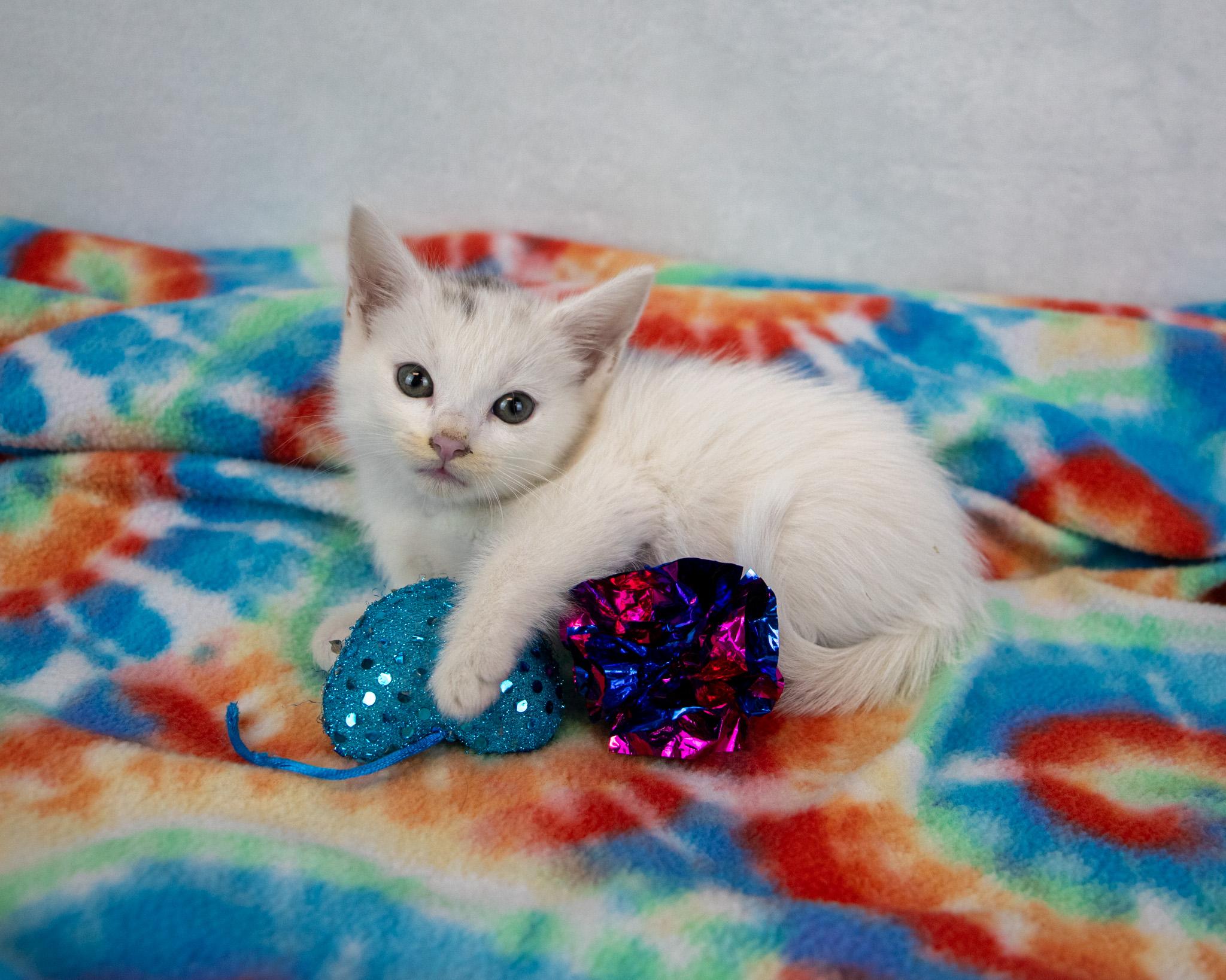 Enlarge Stitches, an adopted Domestic Short Hair in Kennesaw, GA image 4/6