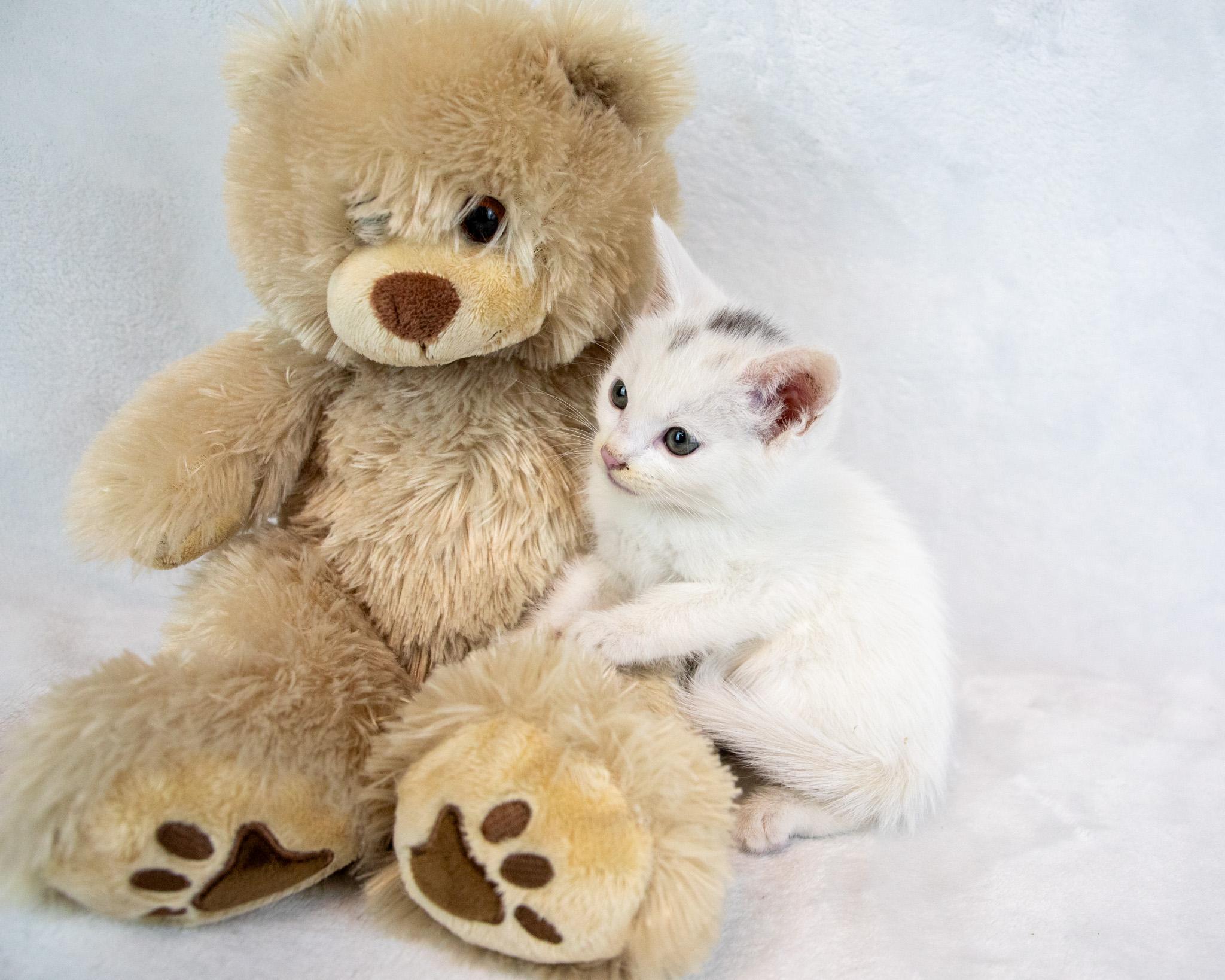 Enlarge Stitches, an adopted Domestic Short Hair in Kennesaw, GA image 2/6