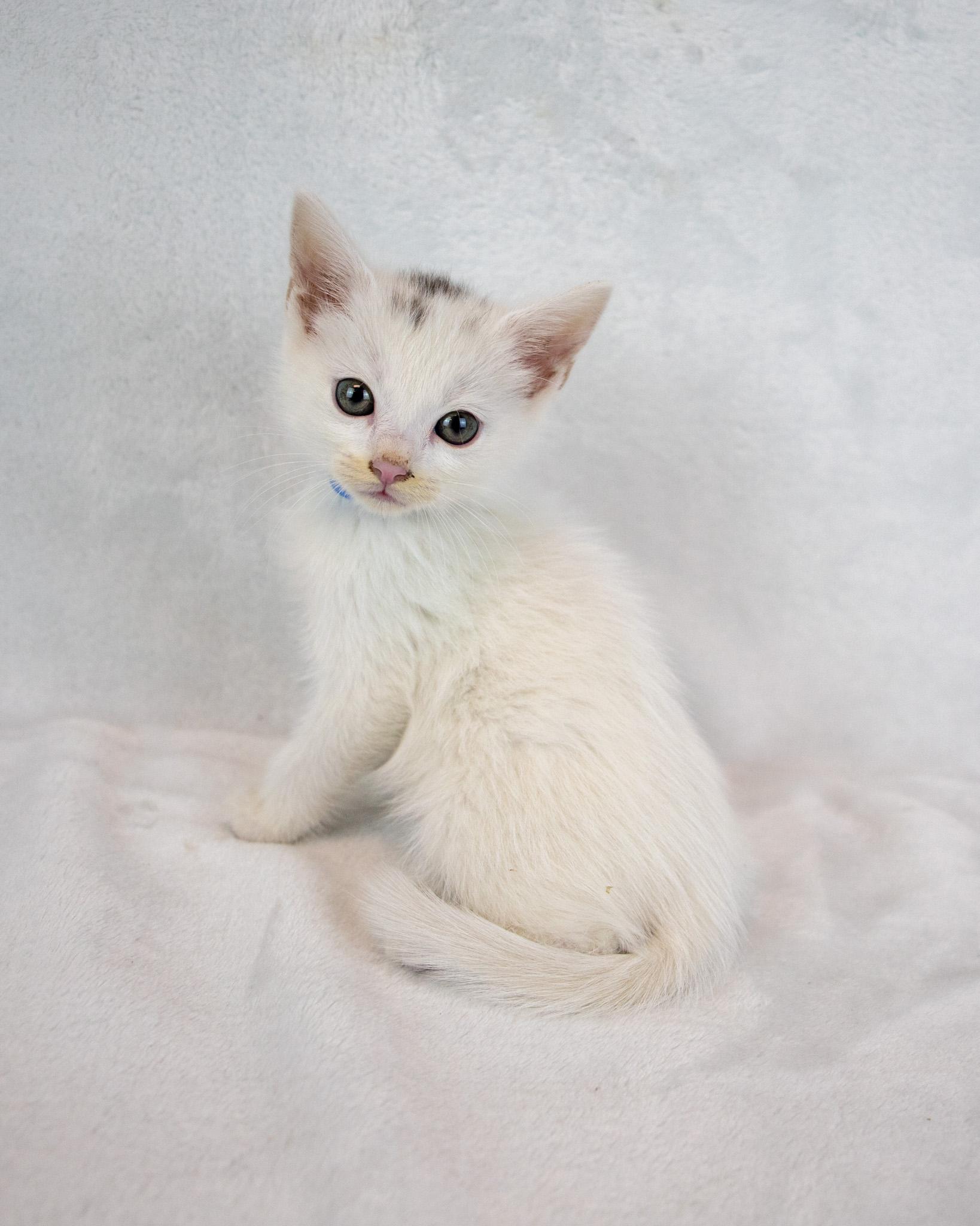 Enlarge Stitches, an adopted Domestic Short Hair in Kennesaw, GA image 6/6