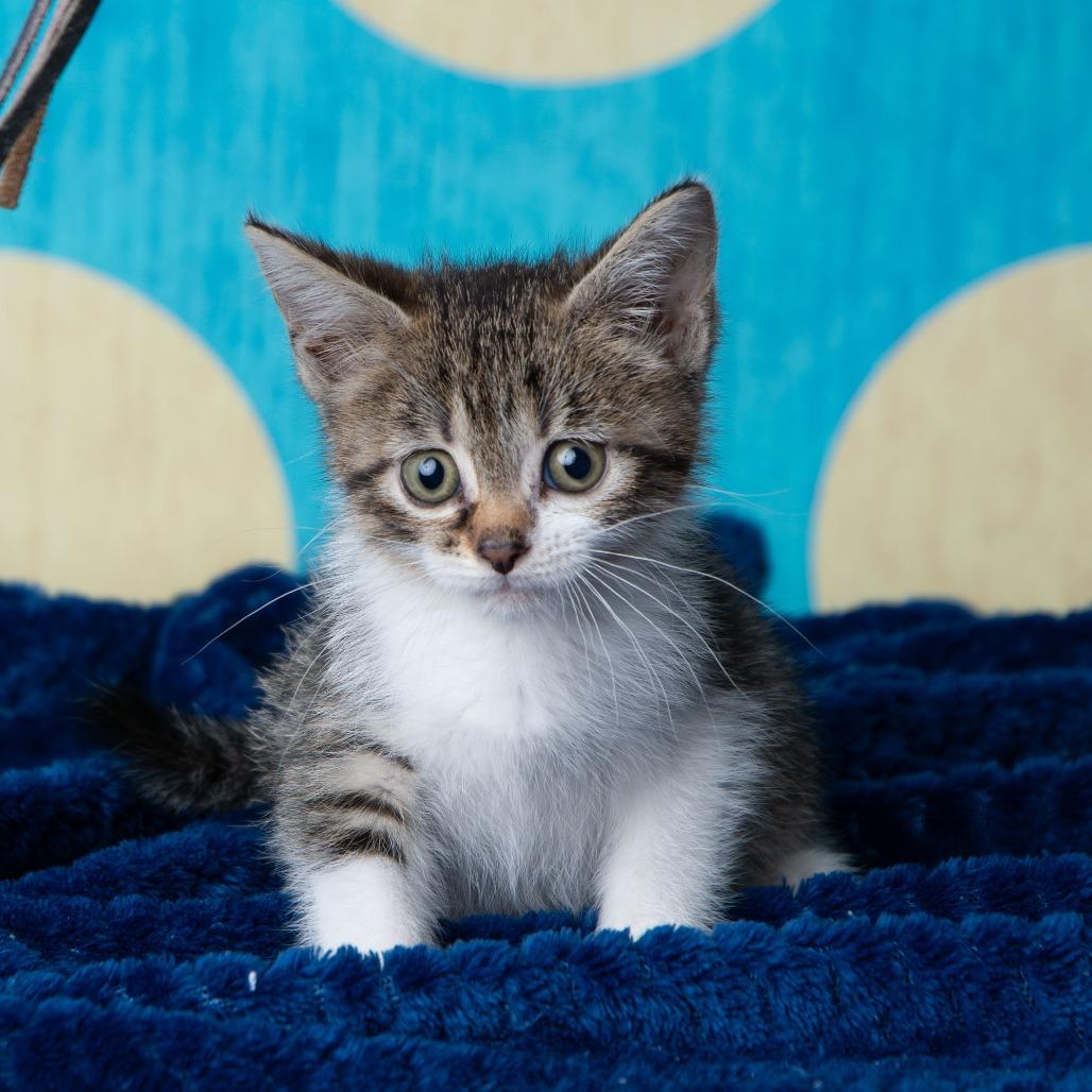 Roosevelt, Adoptable, Kitten Female Domestic Short Hair.