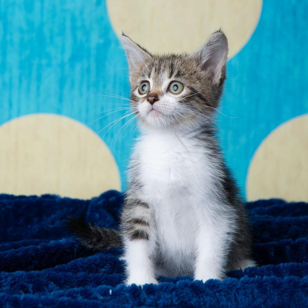 Enlarge Roosevelt, a Adoptable Domestic Short Hair in St. Paul, MN image 2/6