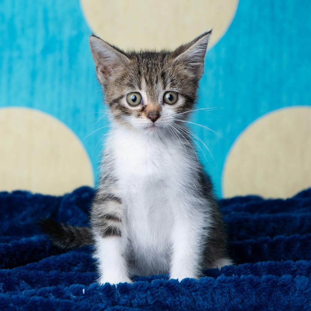 Enlarge Roosevelt, a Adoptable Domestic Short Hair in St. Paul, MN image 3/6