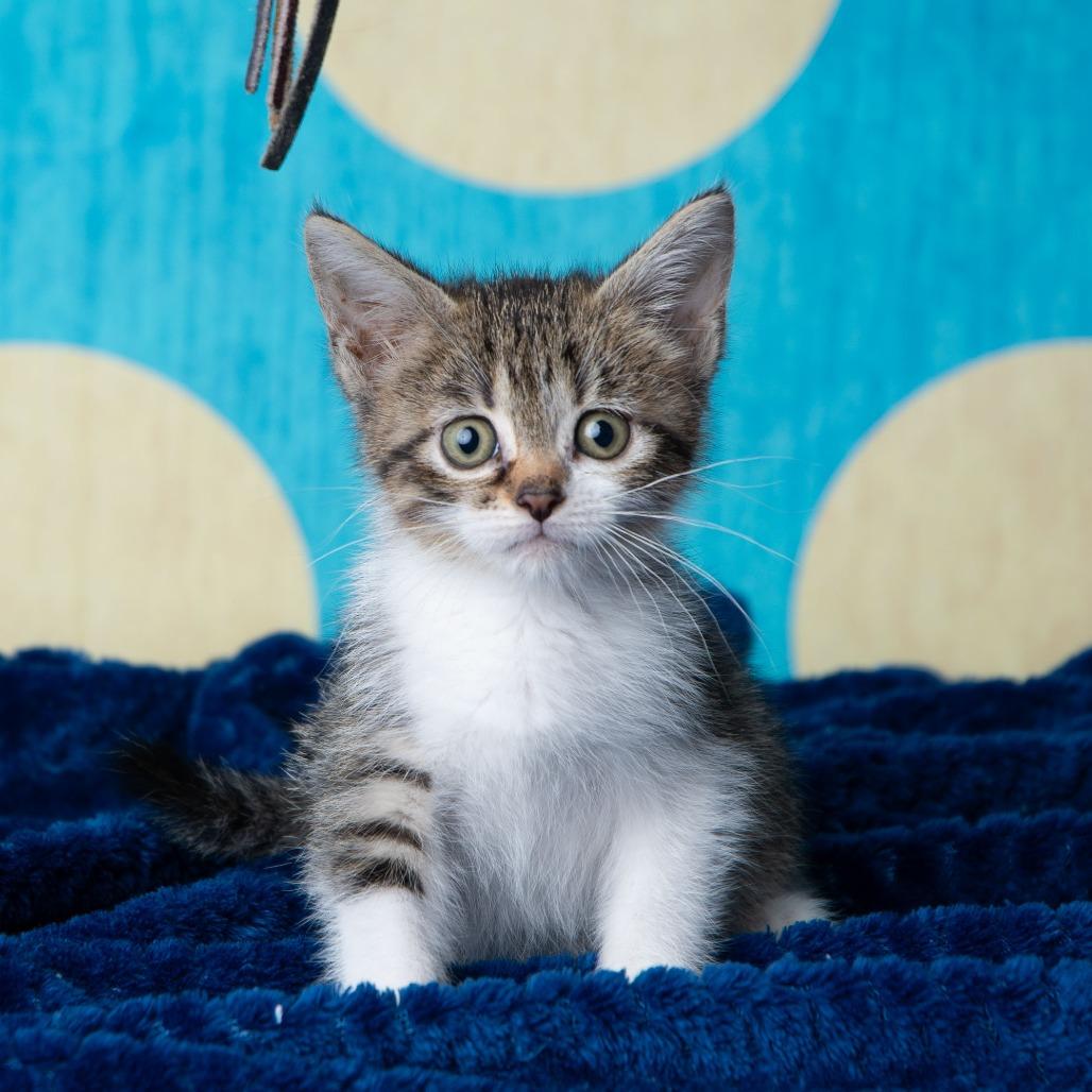 Enlarge Roosevelt, a Adoptable Domestic Short Hair in St. Paul, MN image 4/6