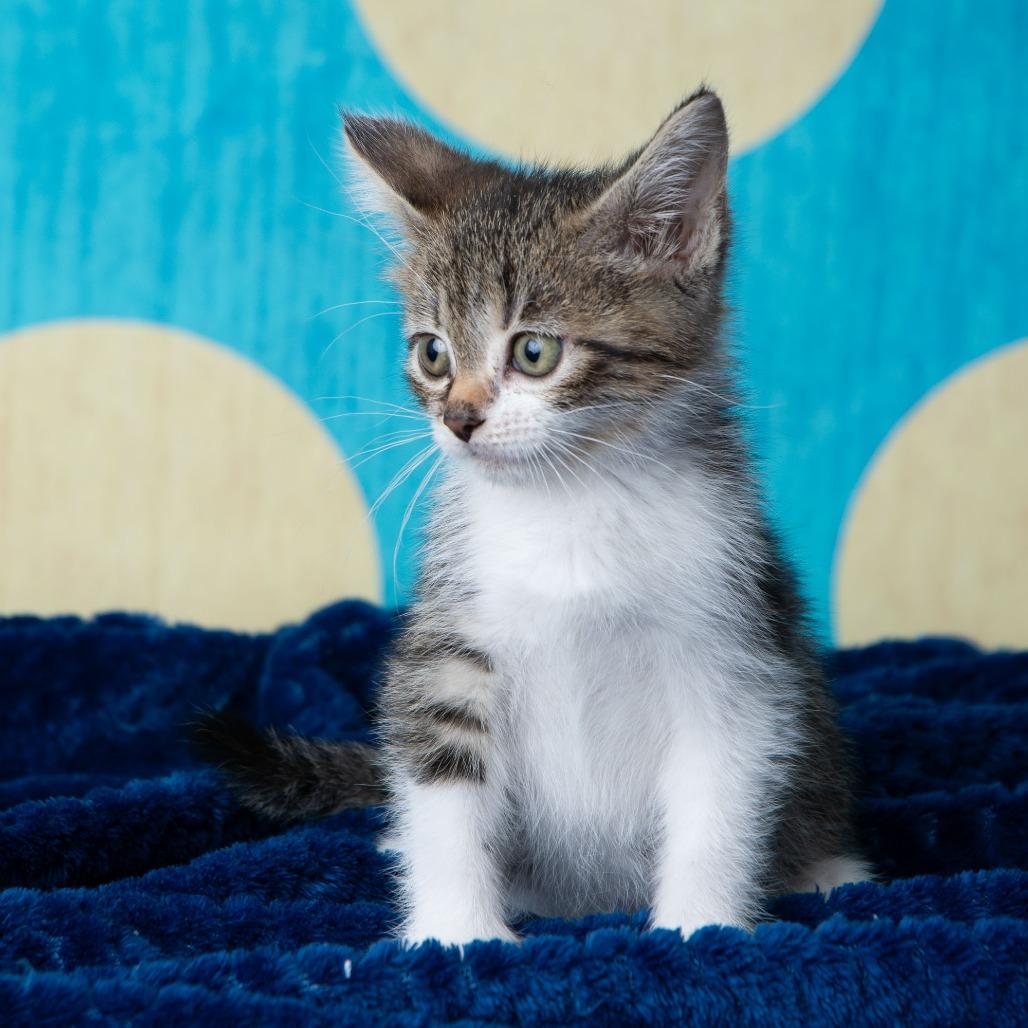 Enlarge Roosevelt, a Adoptable Domestic Short Hair in St. Paul, MN image 5/6