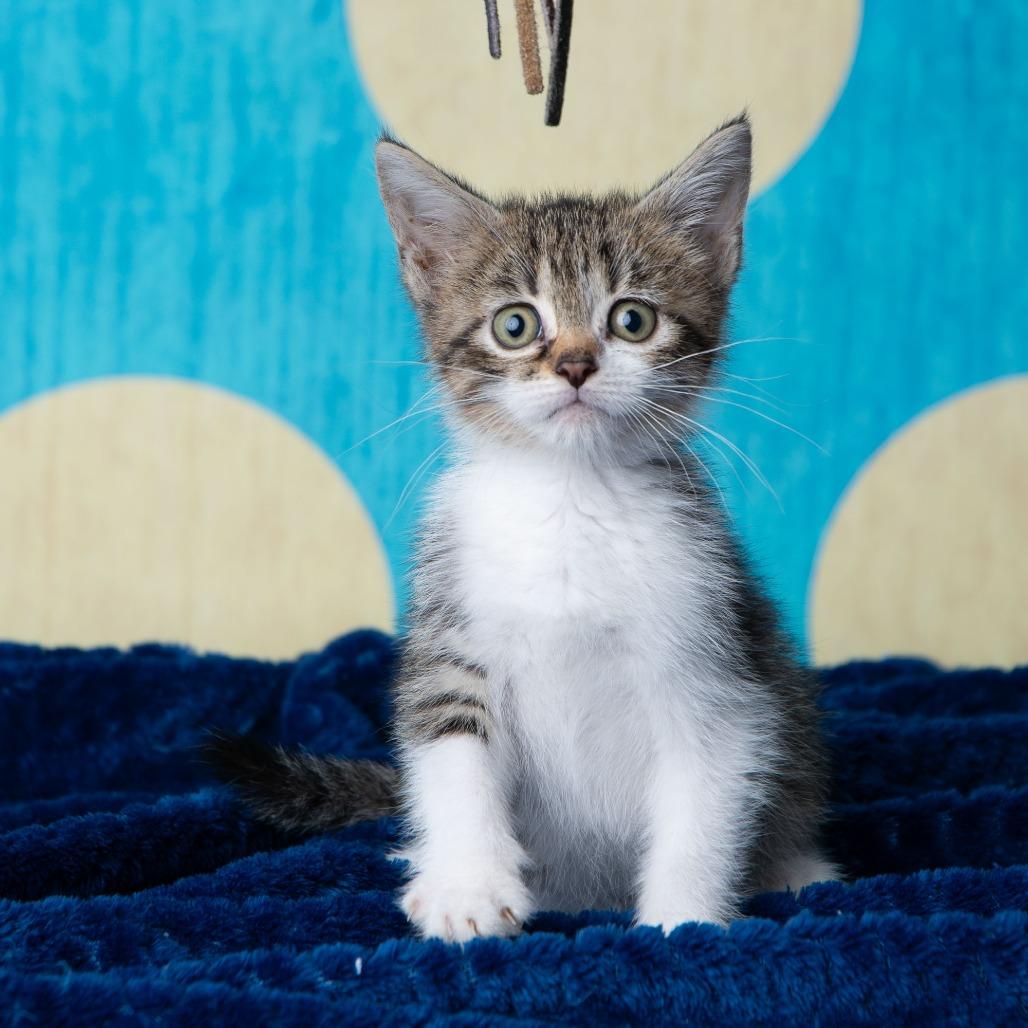 Enlarge Roosevelt, a Adoptable Domestic Short Hair in St. Paul, MN image 6/6