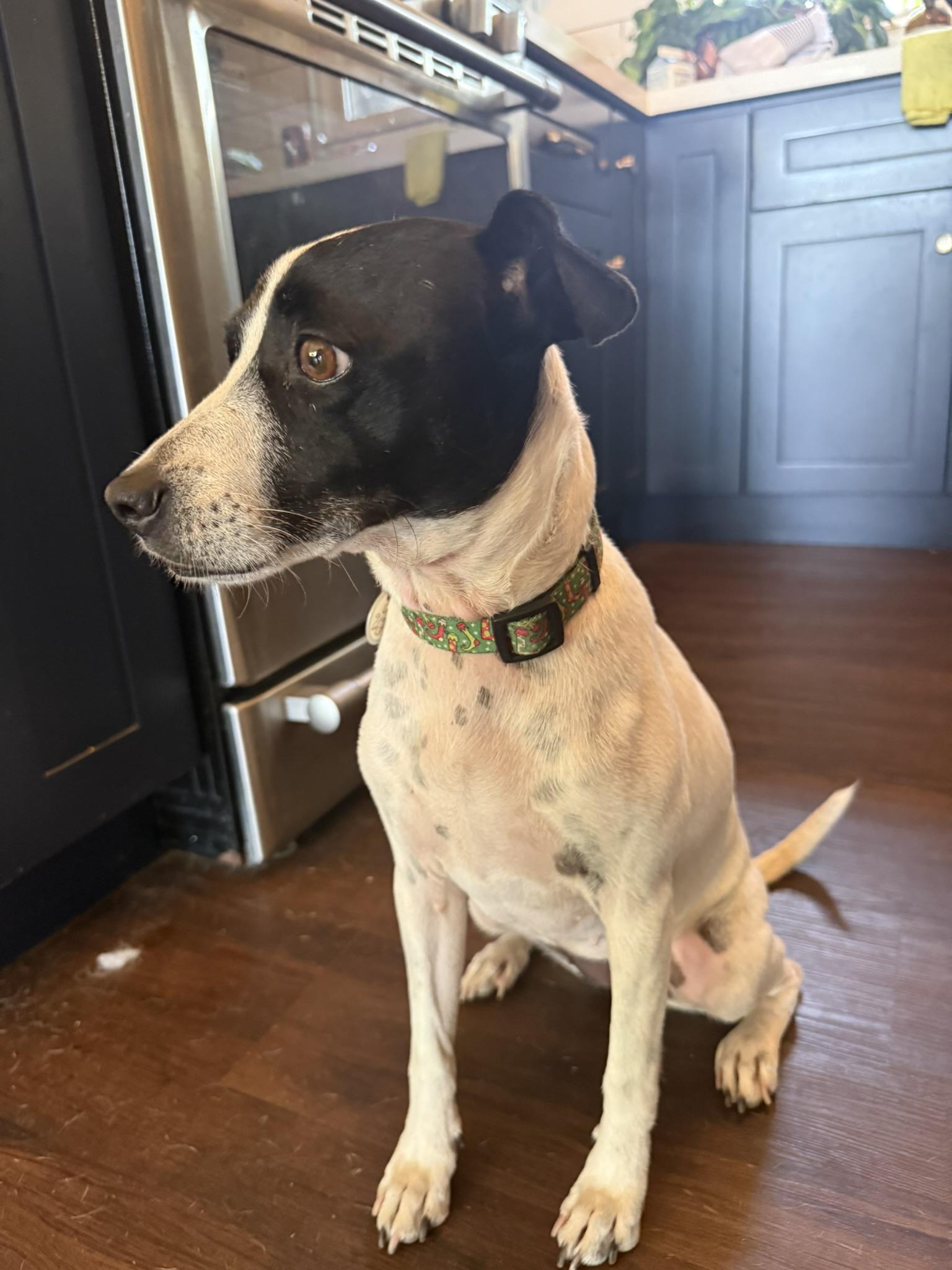 Lucy, a ADOPTABLE mixed breed in San Diego, CA image 2/3