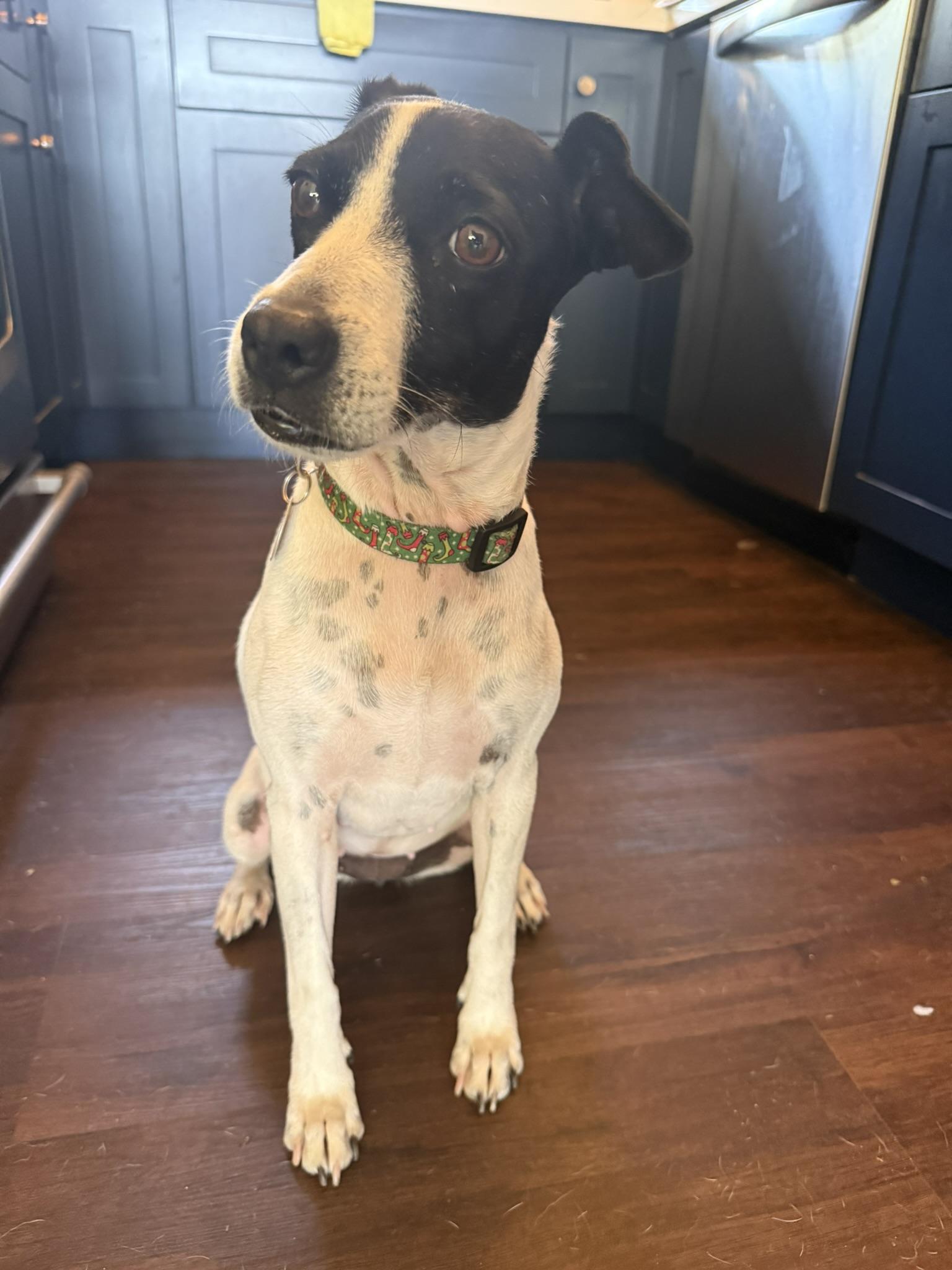 Lucy, ADOPTABLE, Adult Female Terrier.