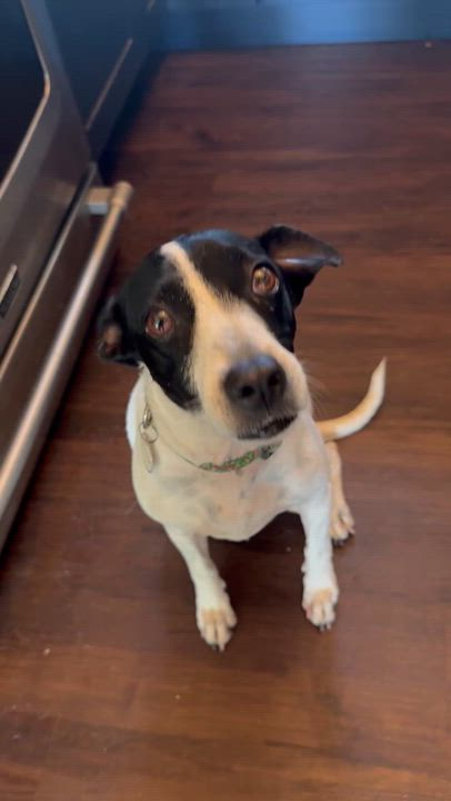 Enlarge Lucy, a ADOPTABLE mixed breed in San Diego, CA video 3/3