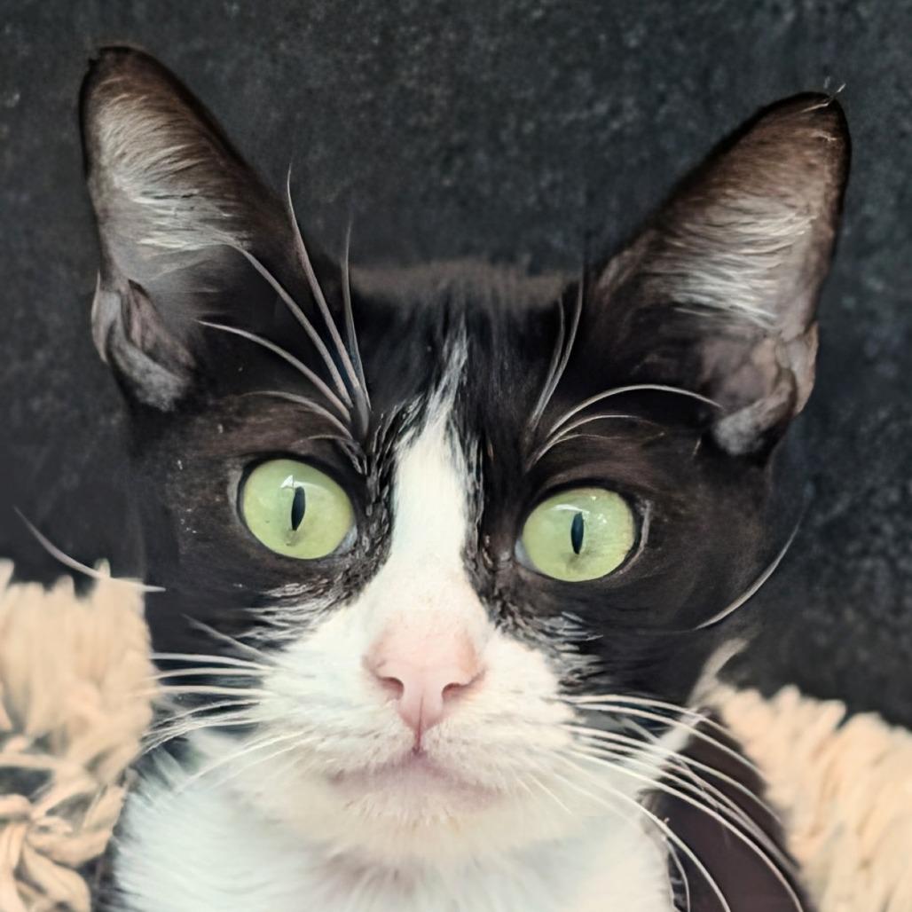 Barbie, a Adoptable Domestic Short Hair in Long Beach, CA image 1/2