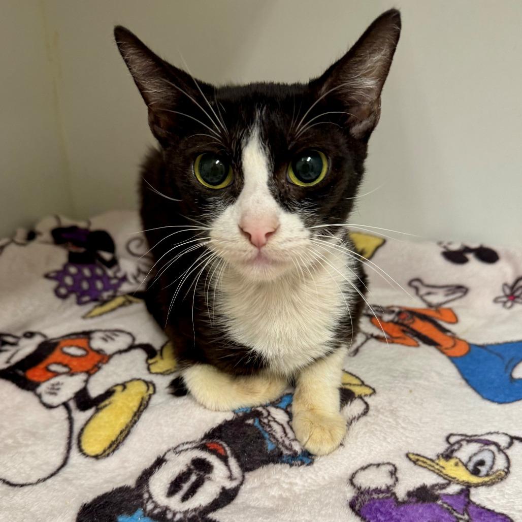 Barbie, a Adoptable Domestic Short Hair in Long Beach, CA image 2/2