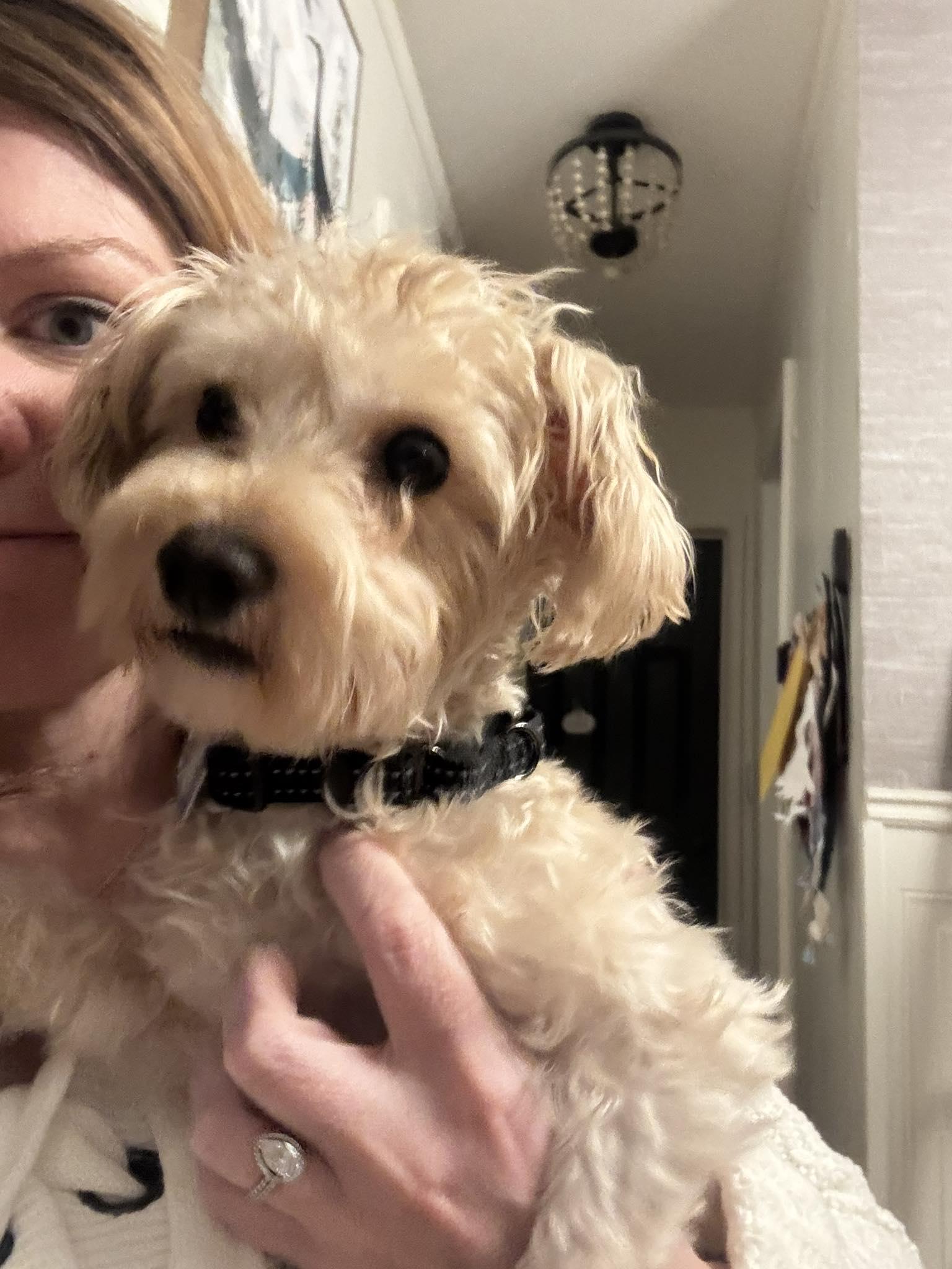 Ozzy, ADOPTABLE, Young Male Poodle.