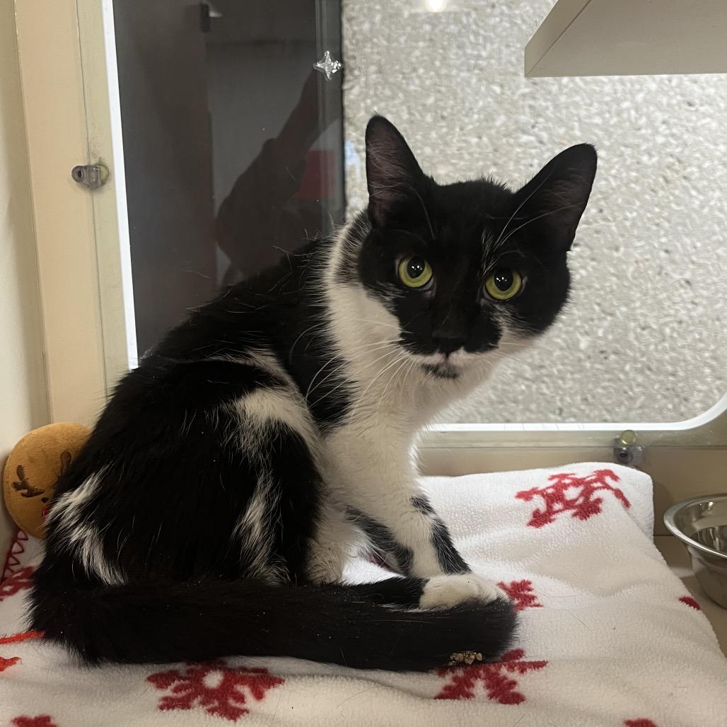 Stella, Adoptable, Adult Female Domestic Short Hair.