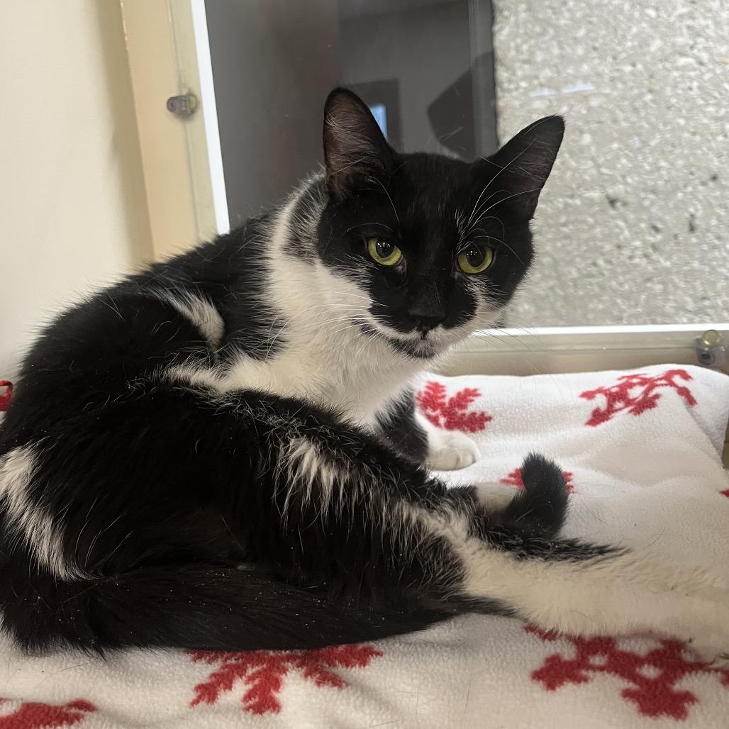 Enlarge Stella, a Adoptable Domestic Short Hair in Hinsdale, IL image 2/2