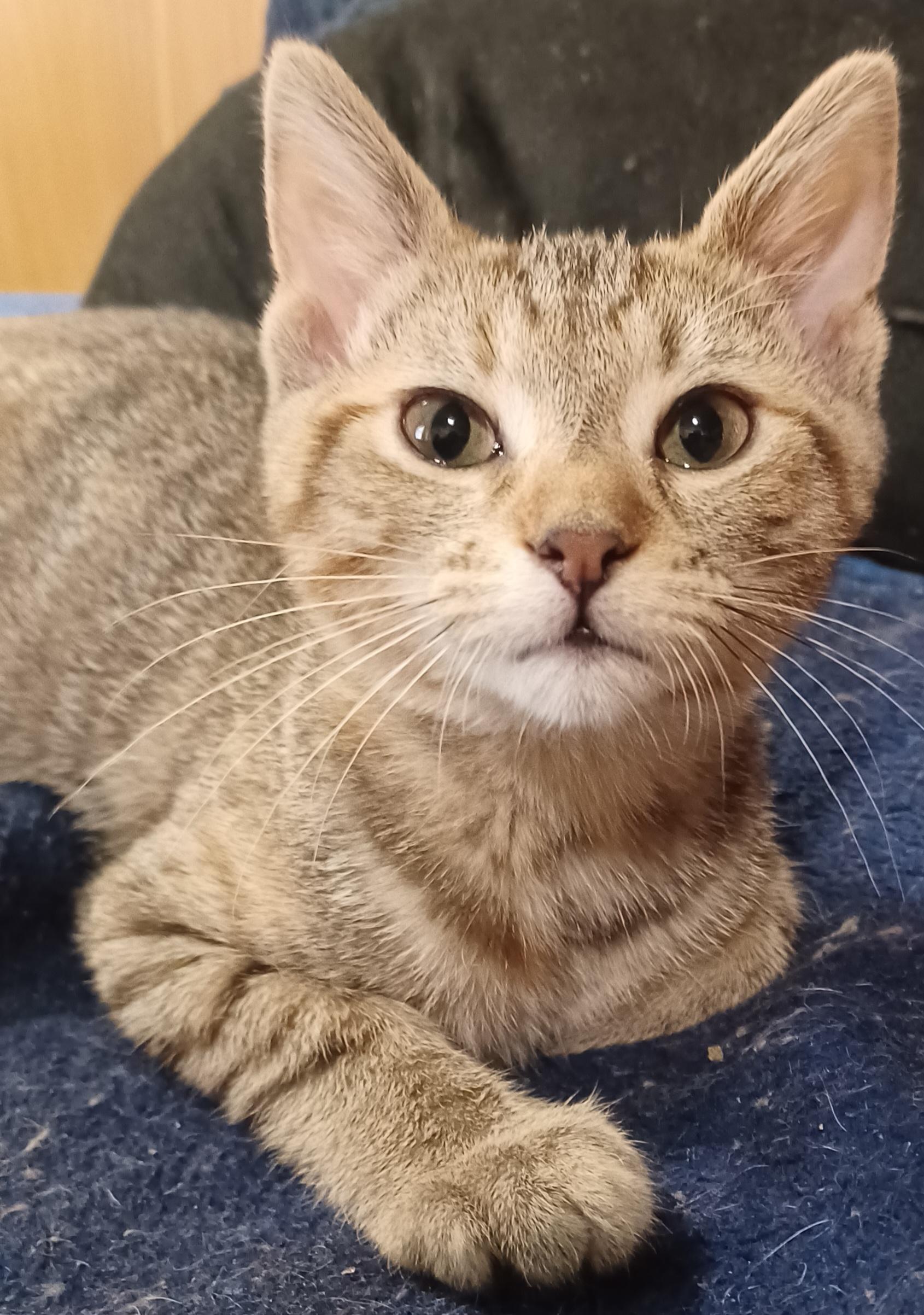 Enlarge MacIntosh, an adopted Domestic Short Hair in Morgantown, WV image 1/4