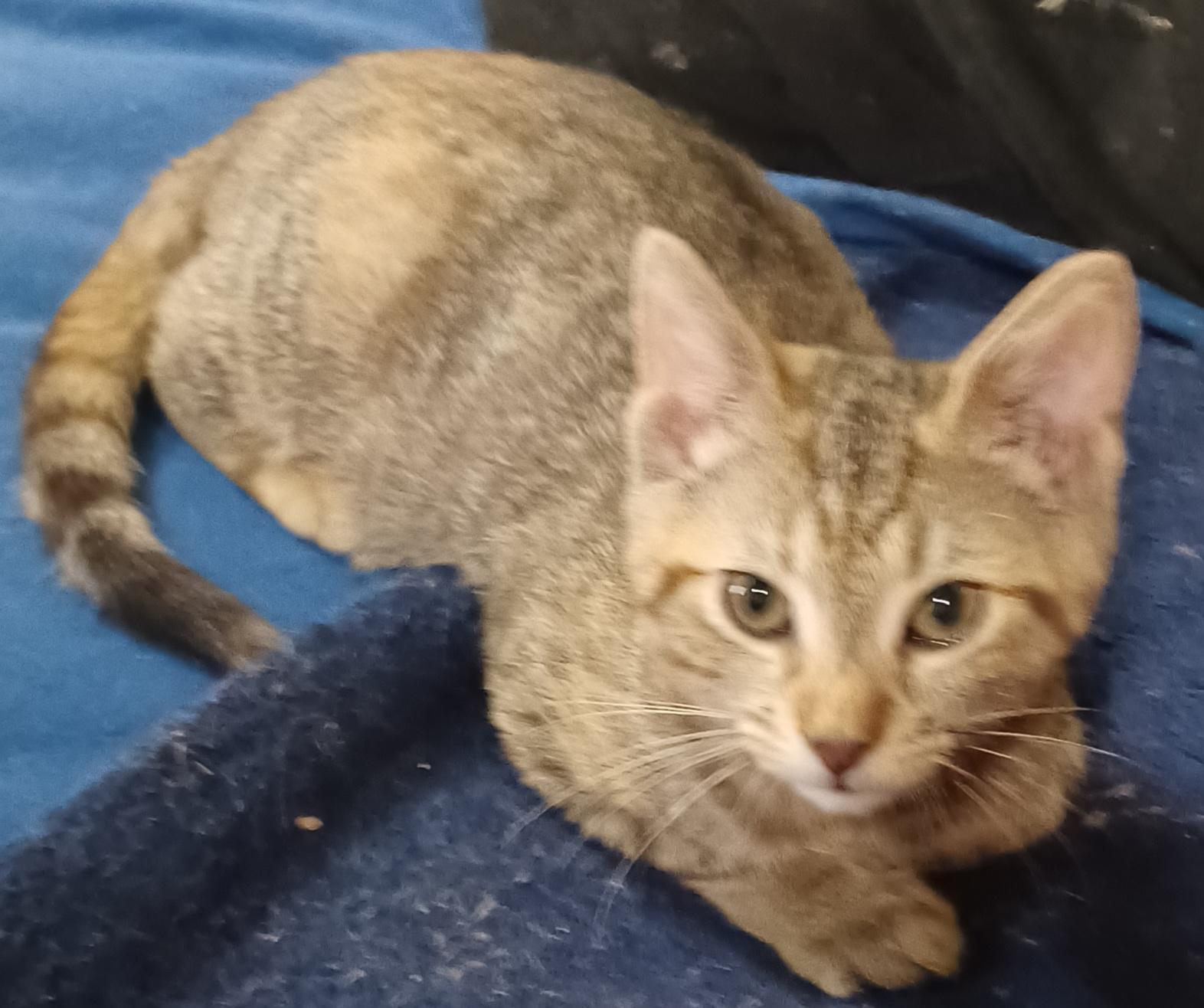 Enlarge MacIntosh, an adopted Domestic Short Hair in Morgantown, WV image 3/4