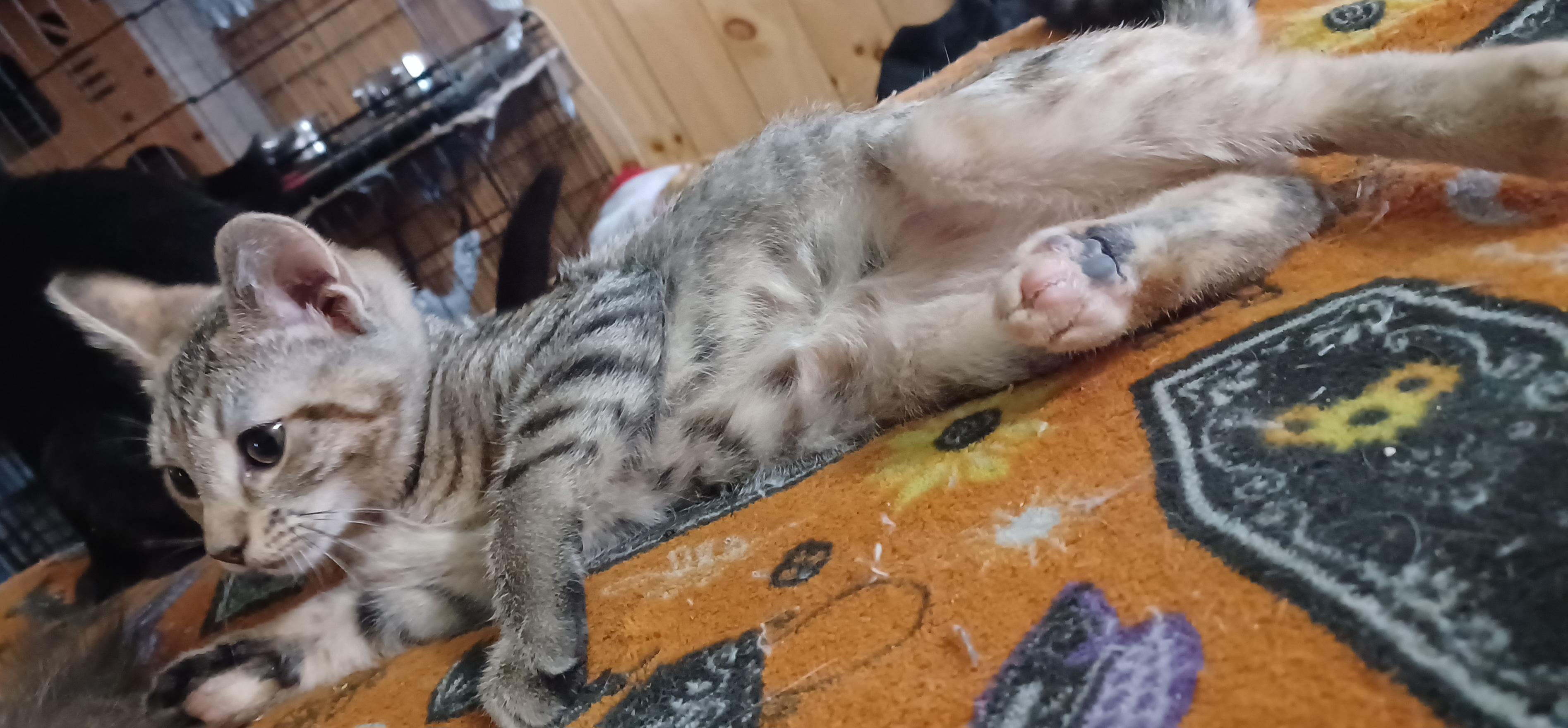 Enlarge MacIntosh, an adopted Domestic Short Hair in Morgantown, WV image 2/4