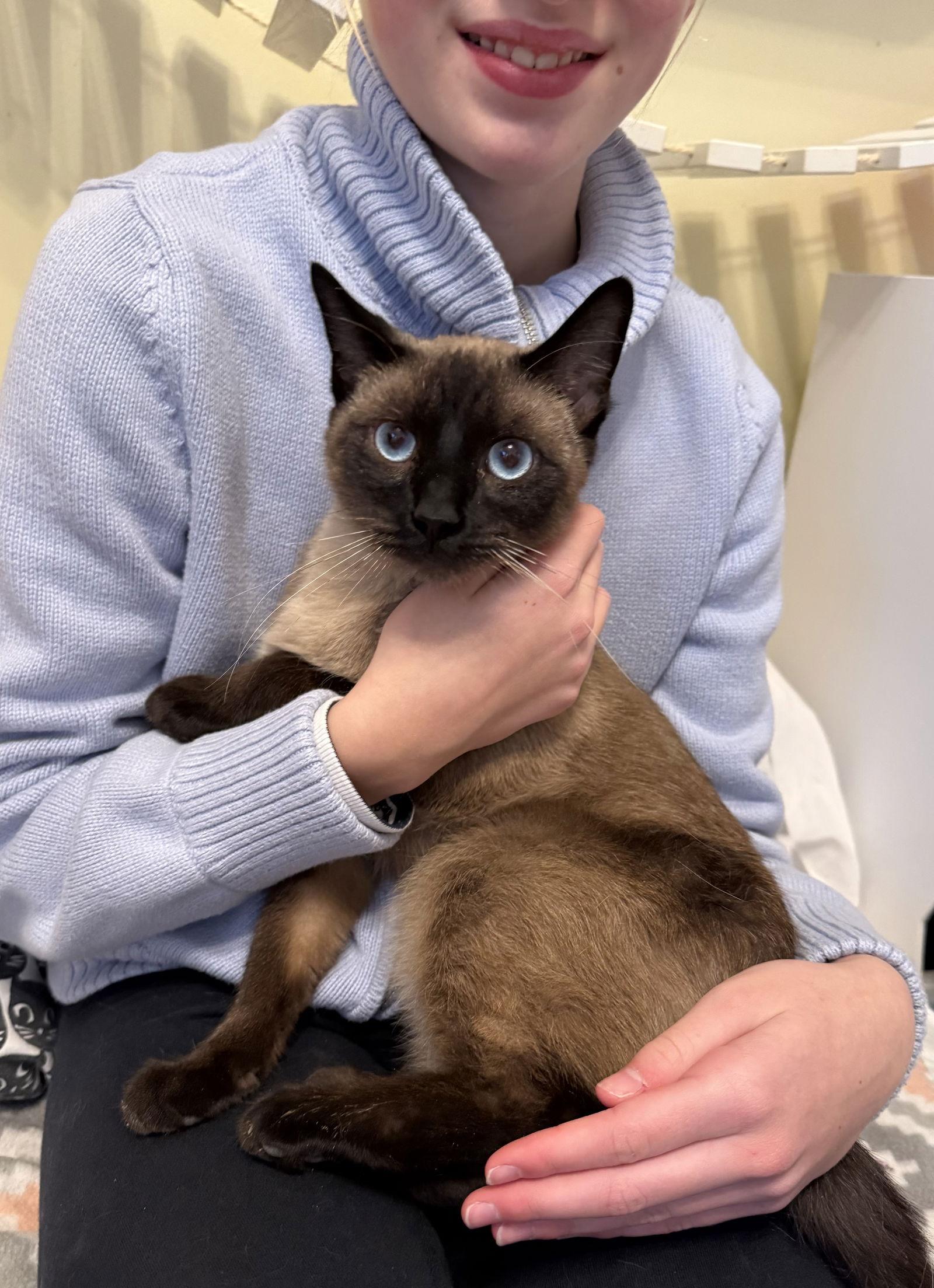 Dr. Pepper - adoption pending, a Adoptable Siamese in Hockessin, DE image 1/2