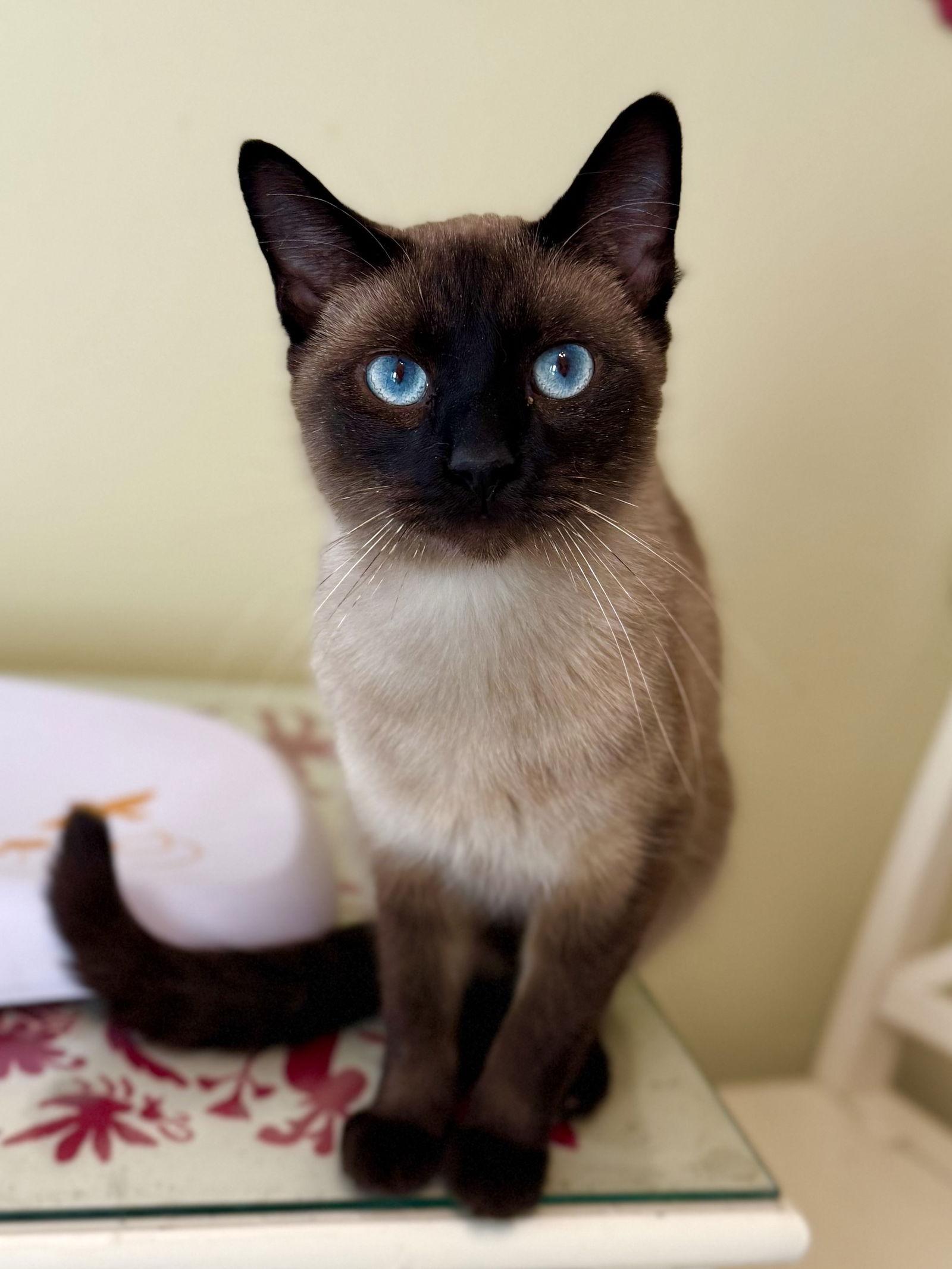 Dr. Pepper - adoption pending, a Adoptable Siamese in Hockessin, DE image 2/2