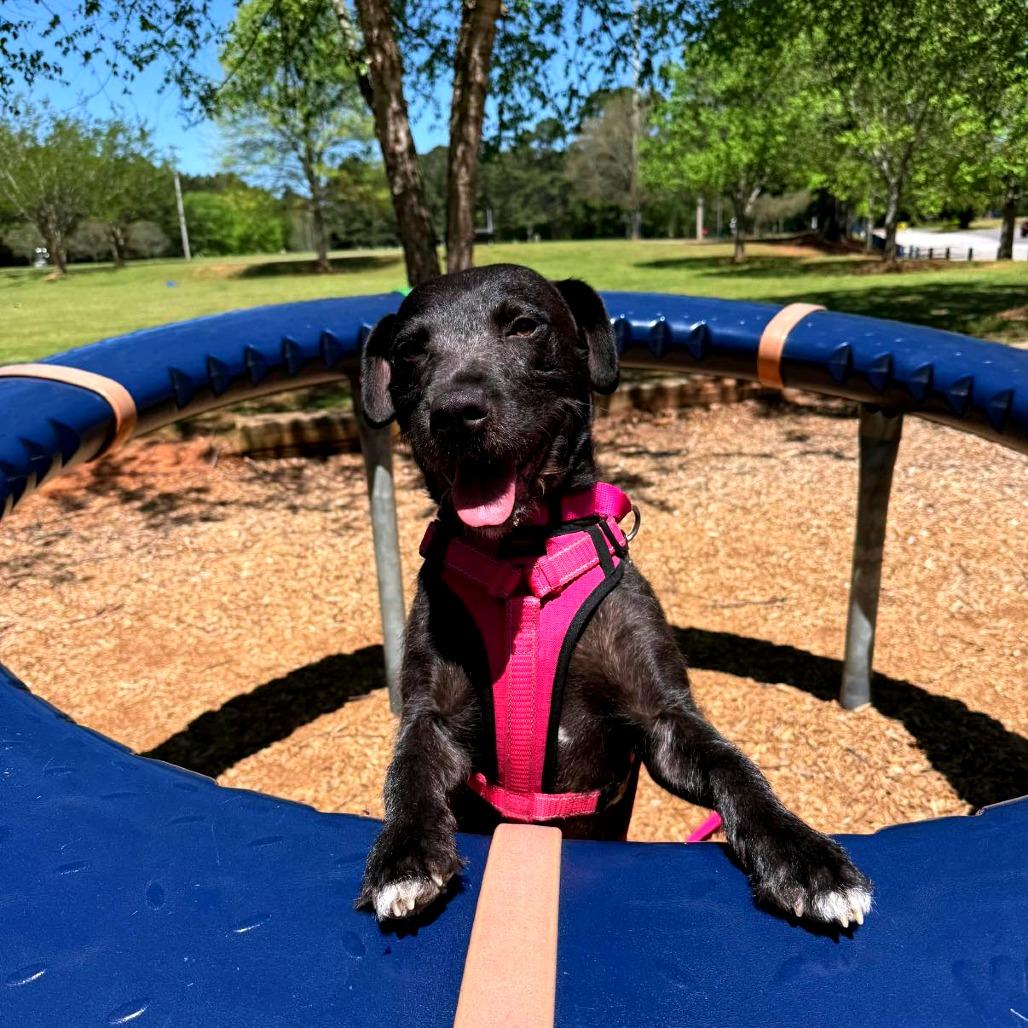 Licorice 01-0102, Adoptable, Adult Female German Wirehaired Pointer & Mixed Breed.