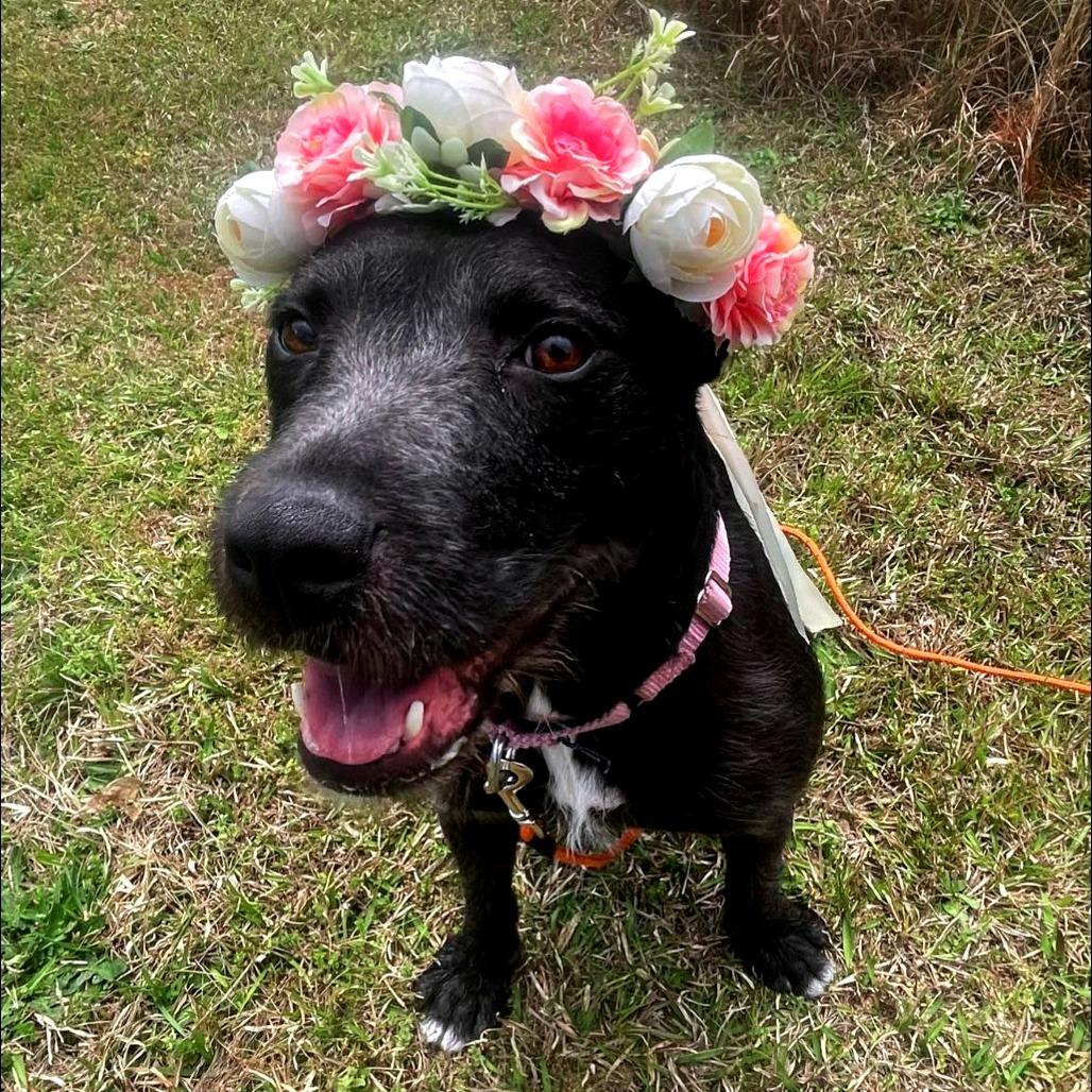 Licorice thumbnail 2