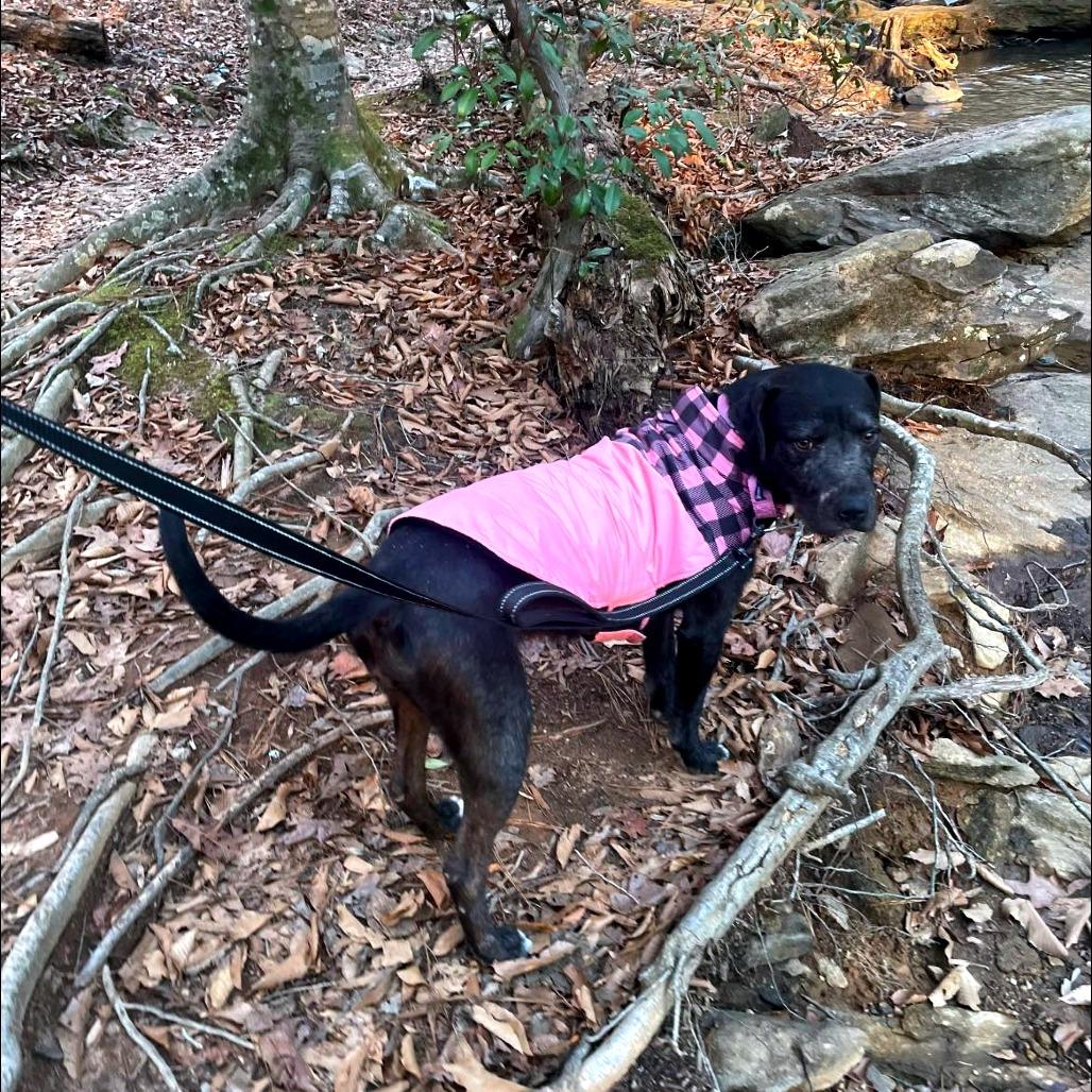 Licorice thumbnail 3