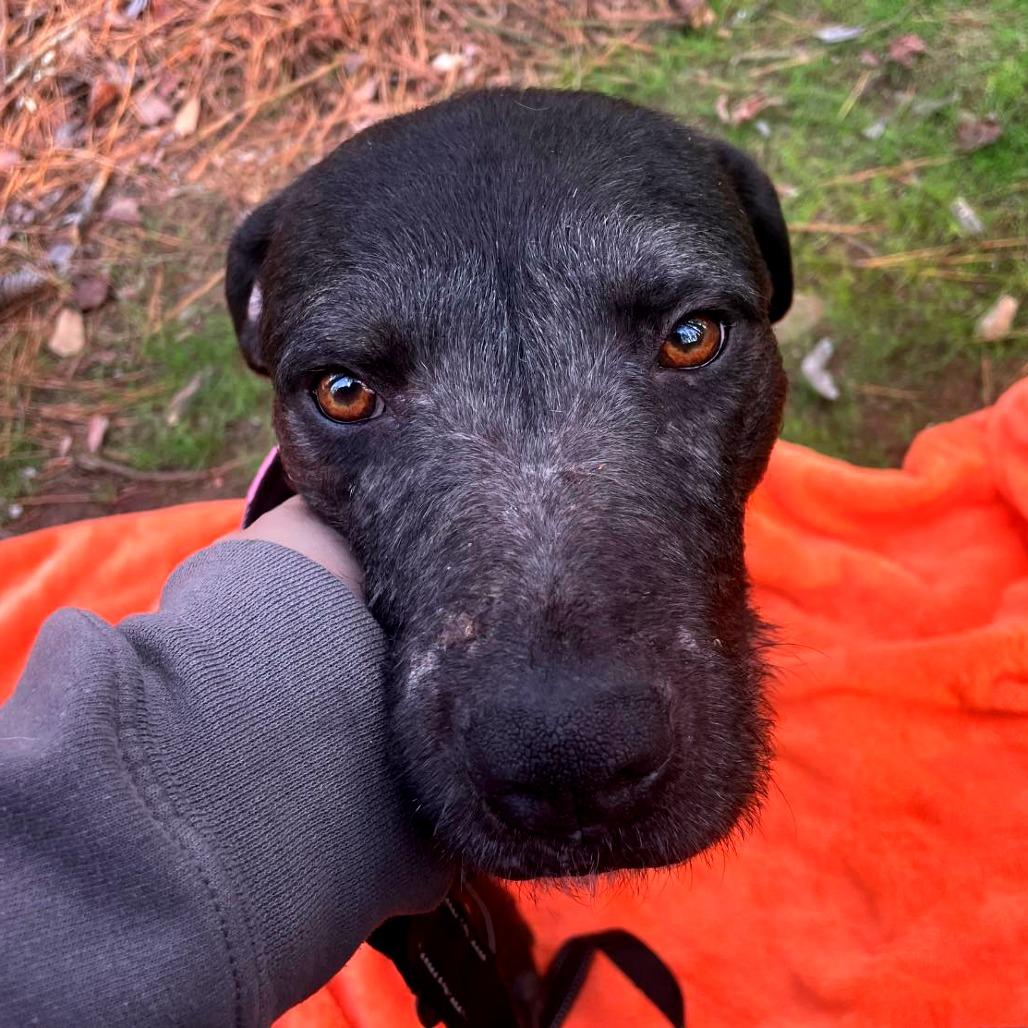 Licorice thumbnail 4