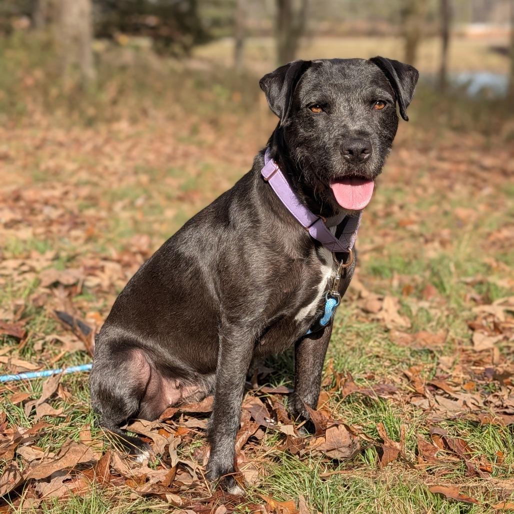 Licorice thumbnail 5