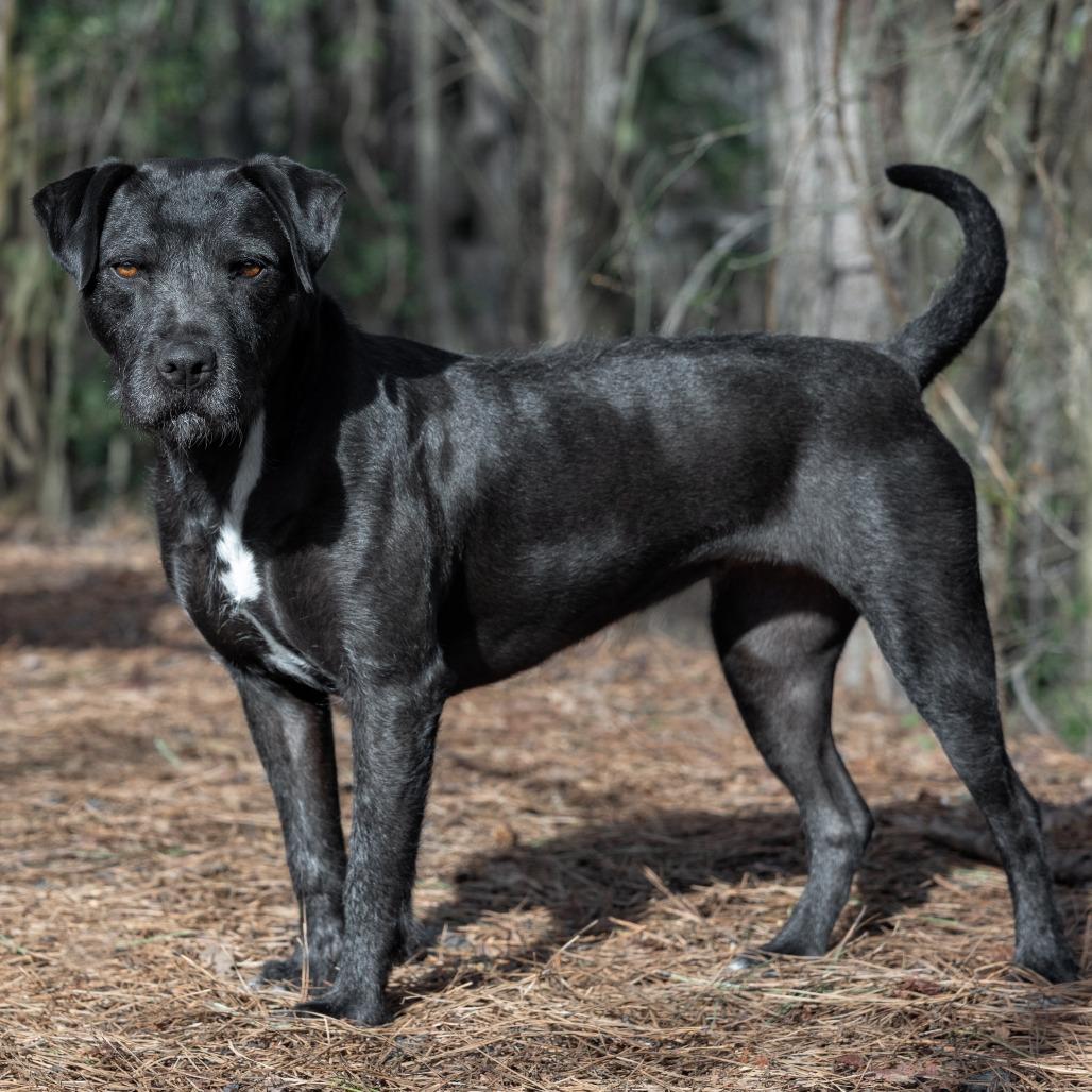 Enlarge Licorice 01-0102, a Adoptable mixed breed in Tyrone, GA image 5/6