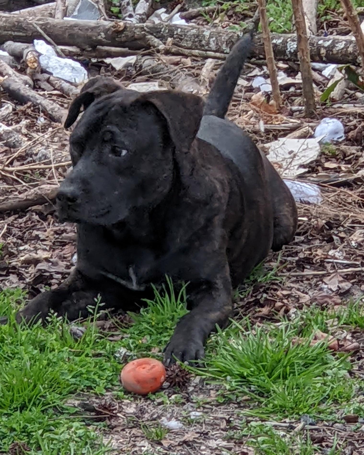 Coal, Adopted, Adult Male Pit Bull Terrier & English Bulldog.
