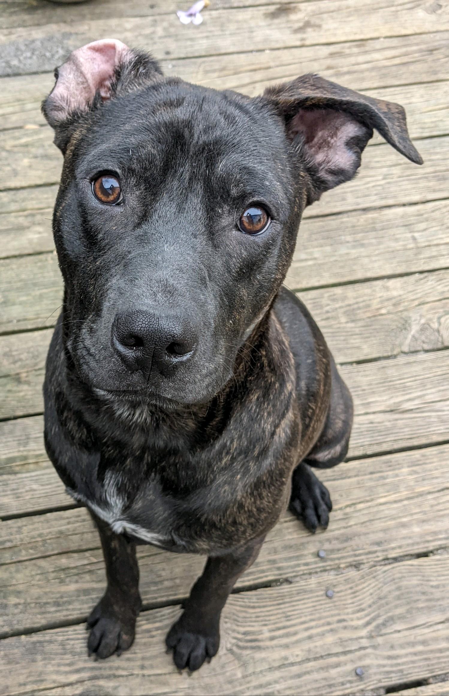 Enlarge Coal, a Adopted mixed breed in Willard, NC image 2/3