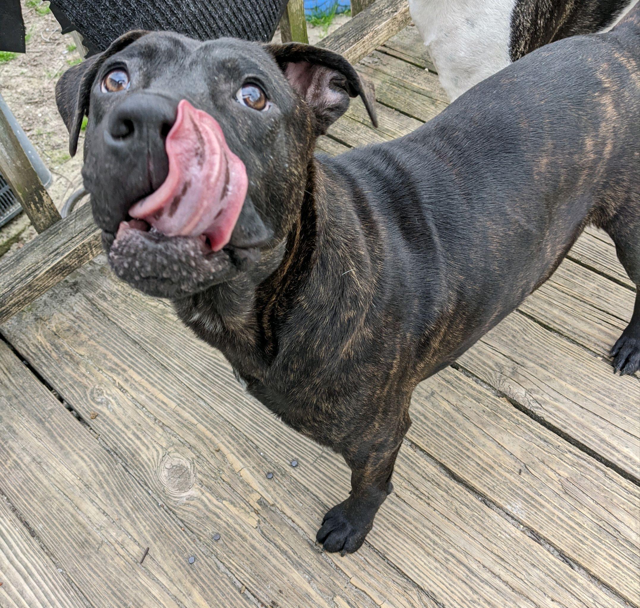 Enlarge Coal, a Adopted mixed breed in Willard, NC image 3/3