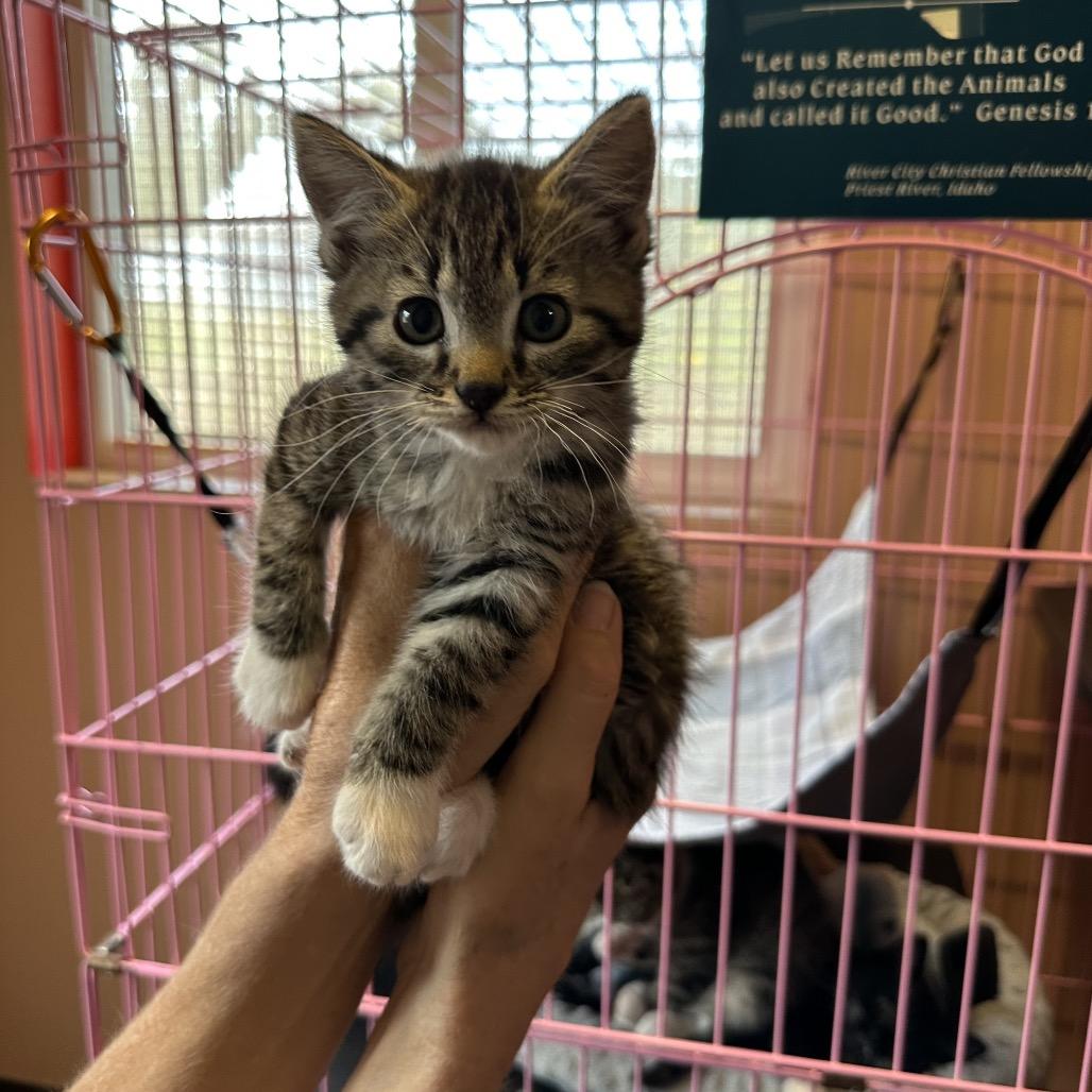 Honey Nut, Adoptable, Kitten Female Domestic Short Hair.